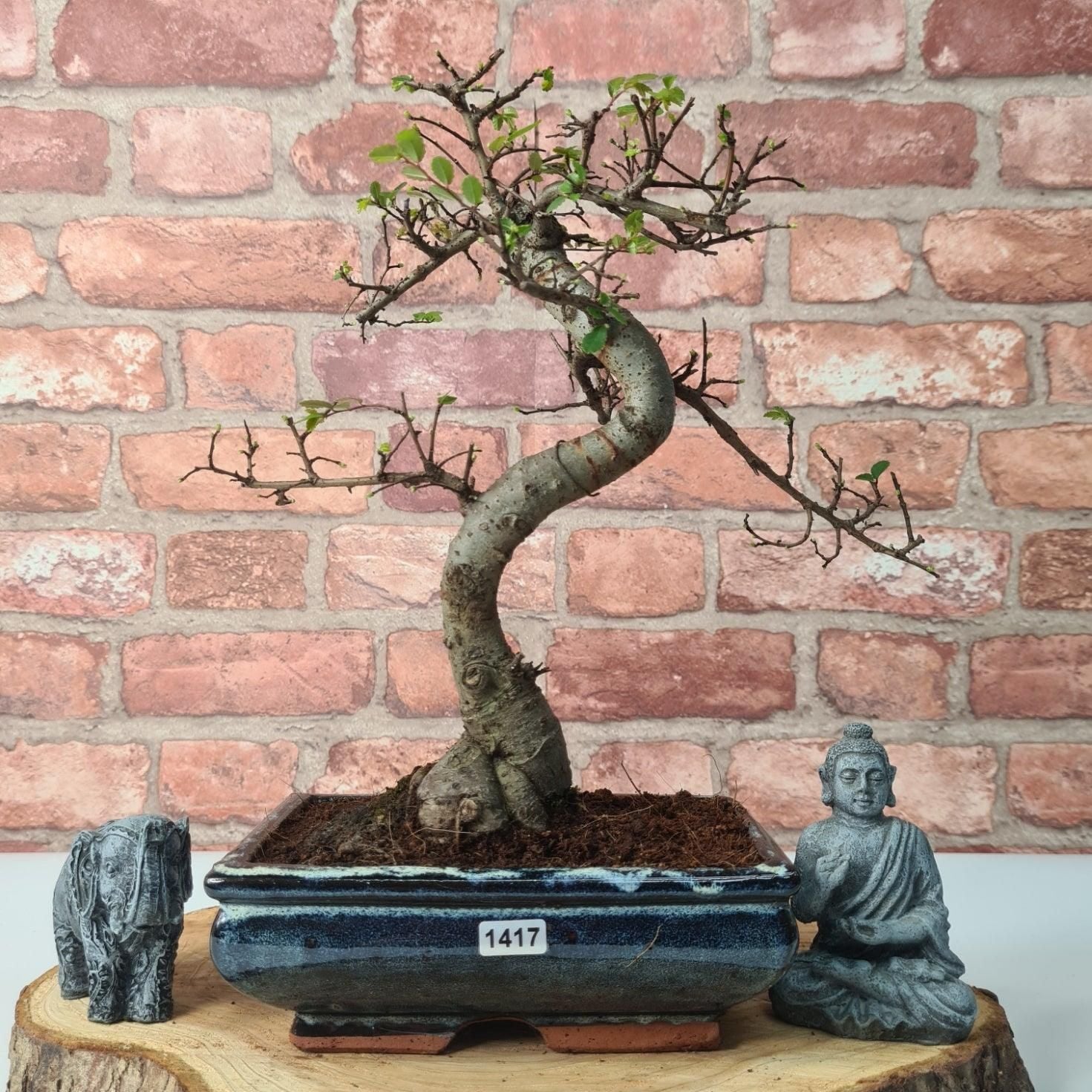 Chinese Elm (Ulmus Parvifolia) Bonsai Tree | Shaped | In 20cm Pot S25882