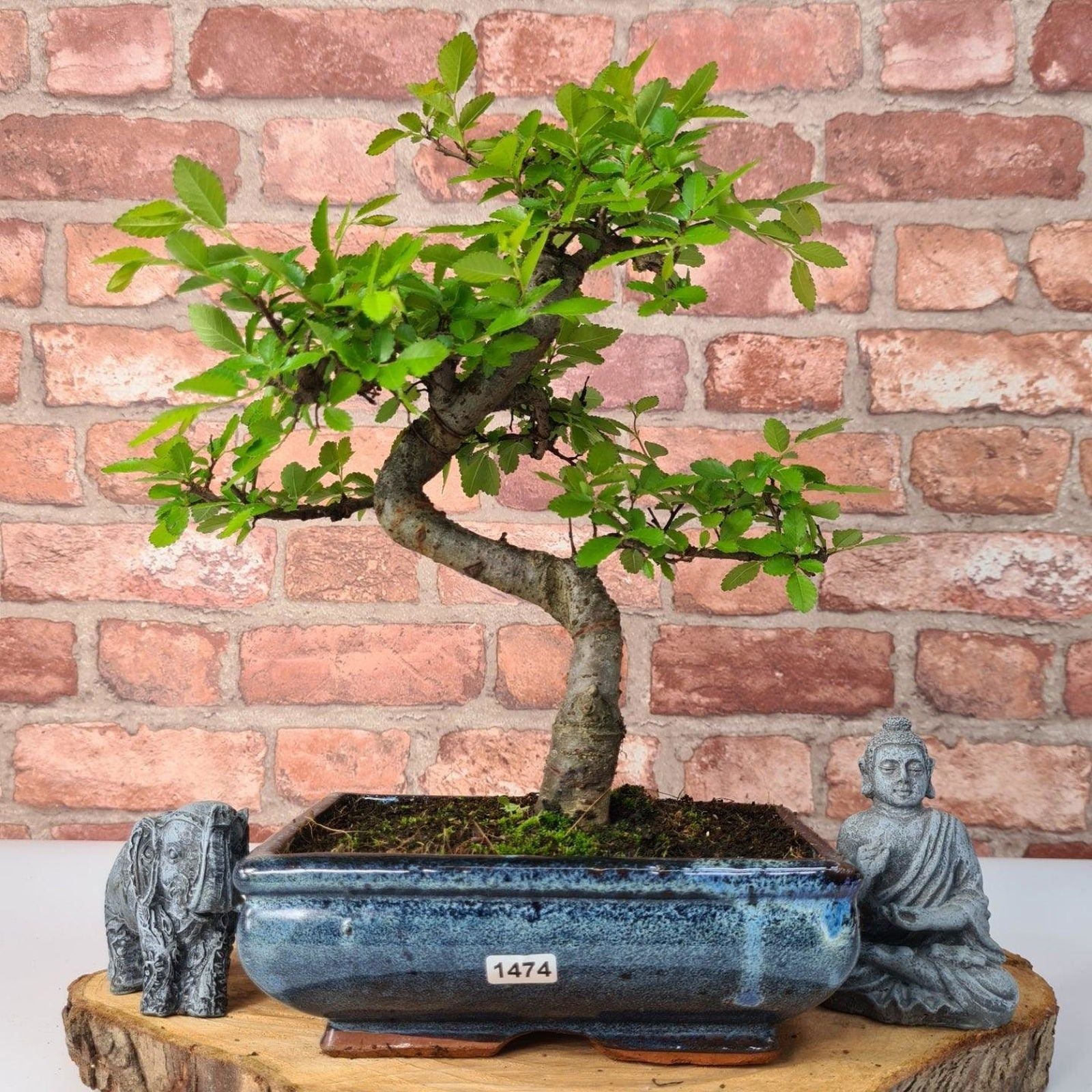 Chinese Elm (Ulmus Parvifolia) Bonsai Tree | Shaped | In 20cm Pot S25882