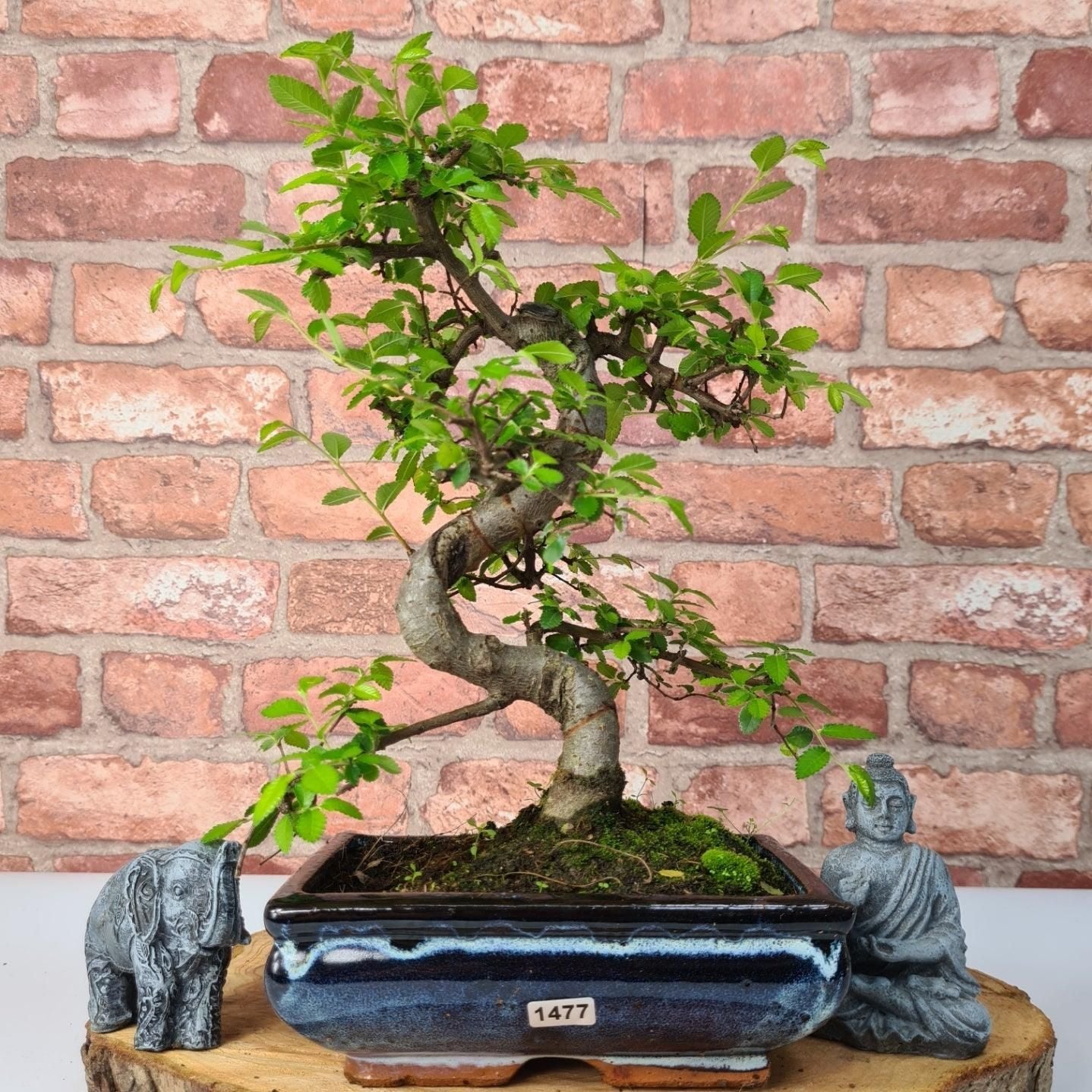Chinese Elm (Ulmus Parvifolia) Bonsai Tree | Shaped | In 20cm Pot S25882