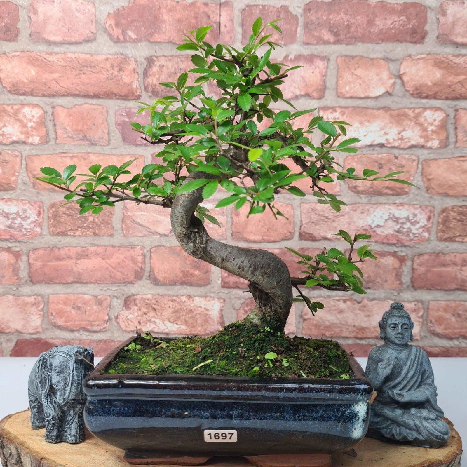 Chinese Elm (Ulmus Parvifolia) Bonsai Tree | Shaped | In 20cm Pot S25882