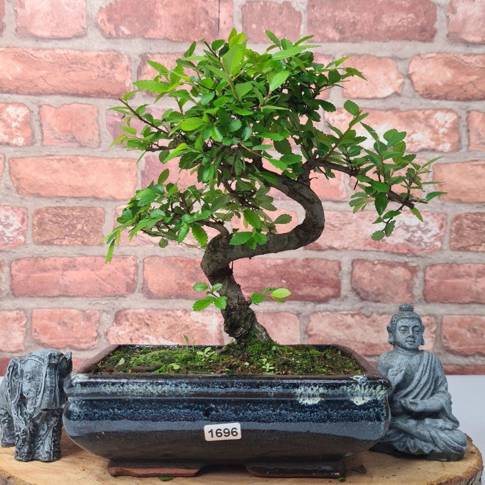 Chinese Elm (Ulmus Parvifolia) Bonsai Tree | Shaped | In 20cm Pot S25882