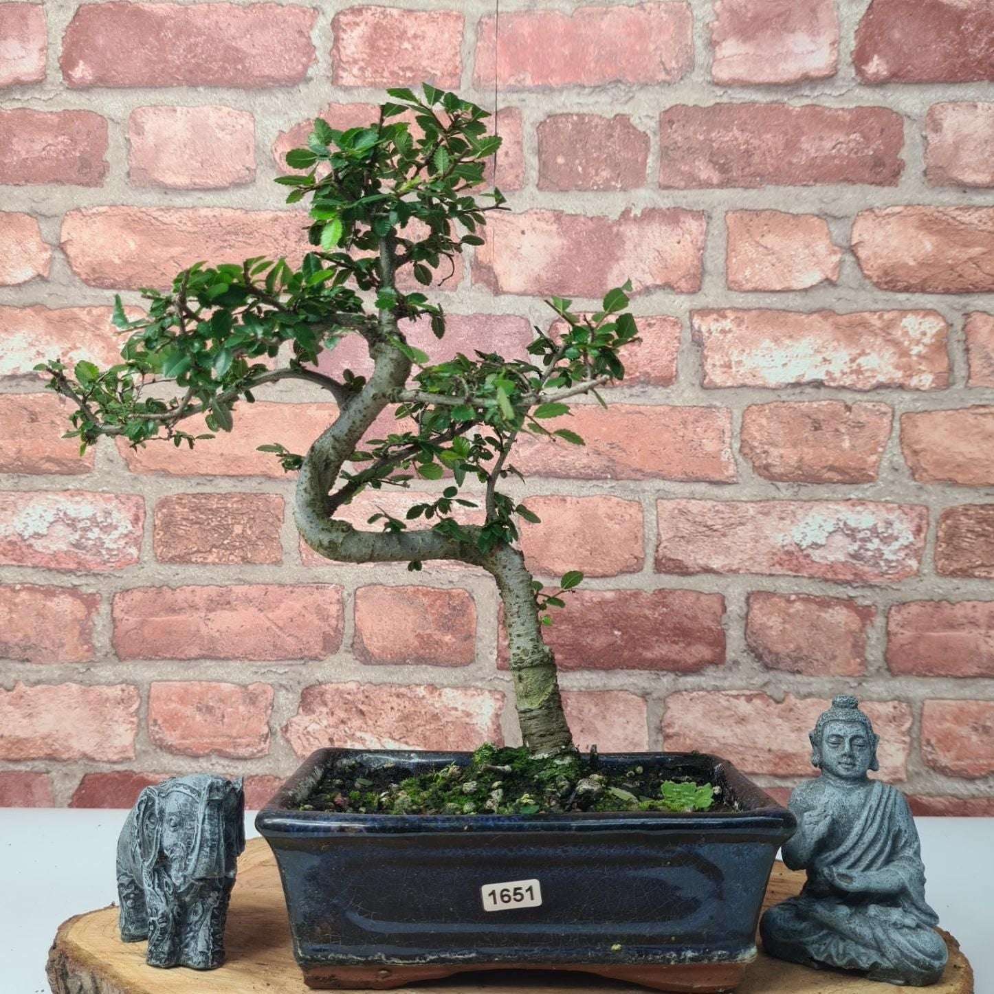 Chinese Elm (Ulmus Parvifolia) Bonsai Tree | Shaped | In 20cm Pot S25882