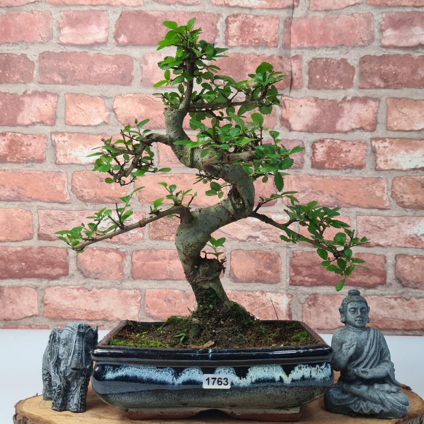 Chinese Elm (Ulmus Parvifolia) Bonsai Tree | Shaped | In 20cm Pot S25882