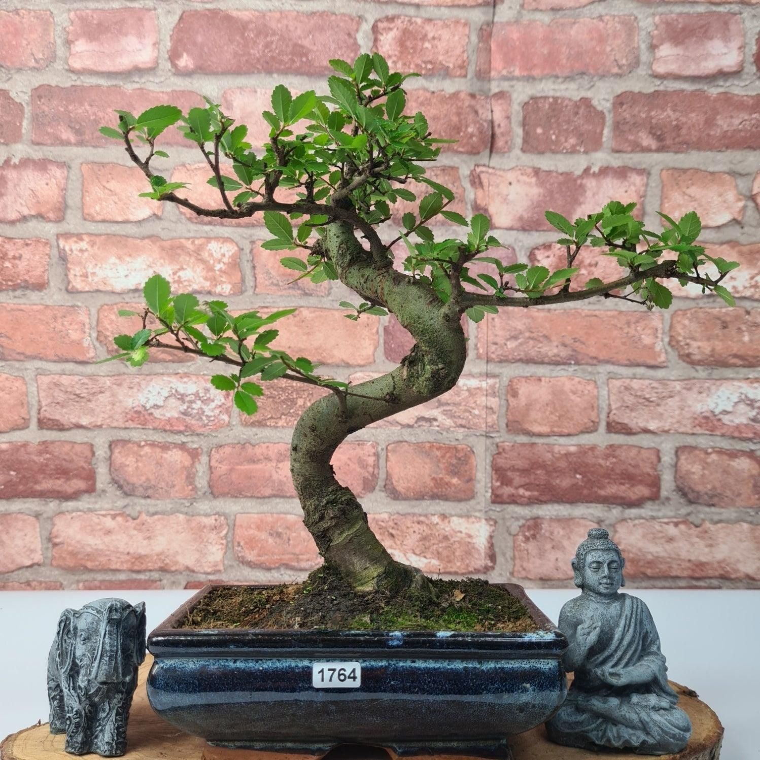 Chinese Elm (Ulmus Parvifolia) Bonsai Tree | Shaped | In 20cm Pot S25882
