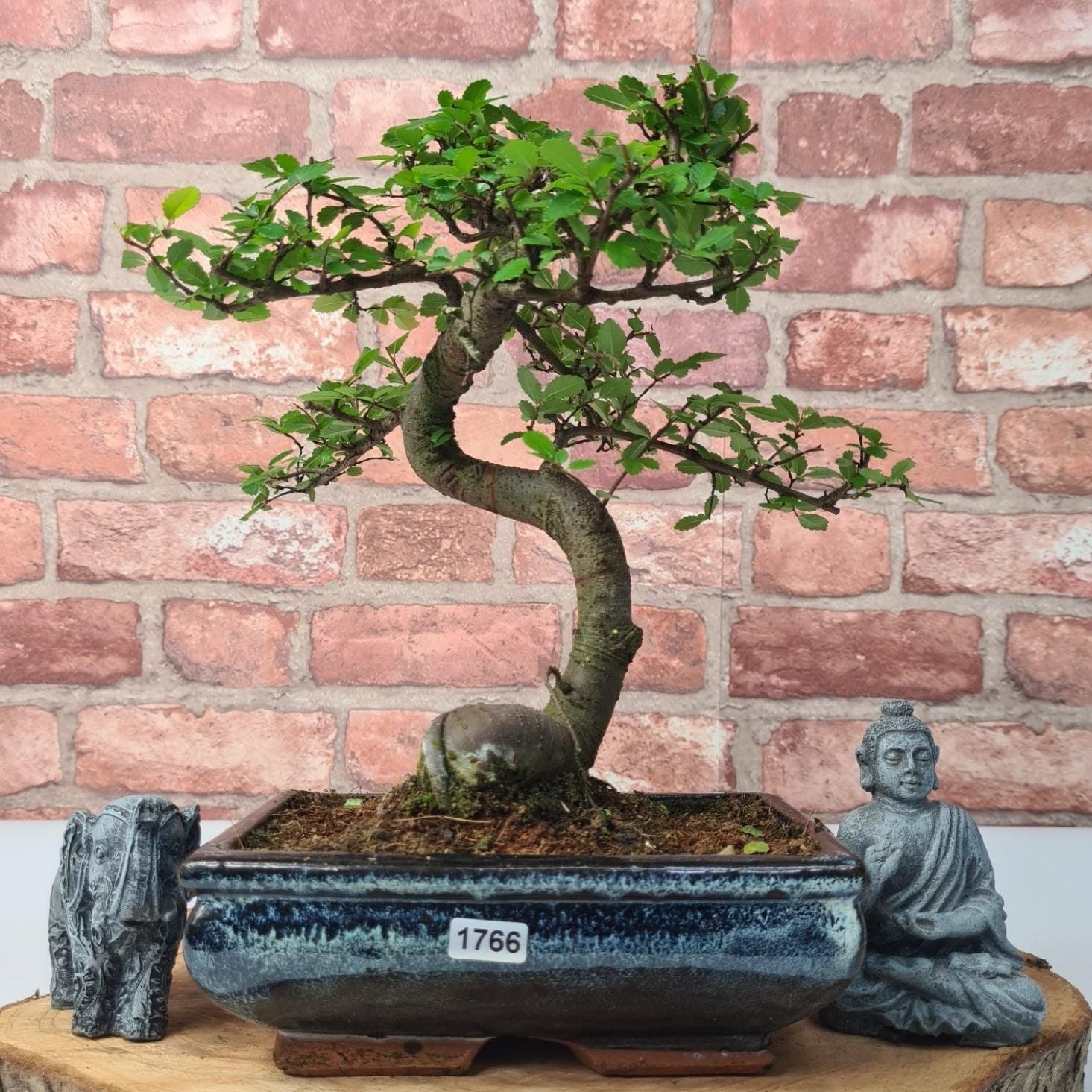 Chinese Elm (Ulmus Parvifolia) Bonsai Tree | Shaped | In 20cm Pot S25882