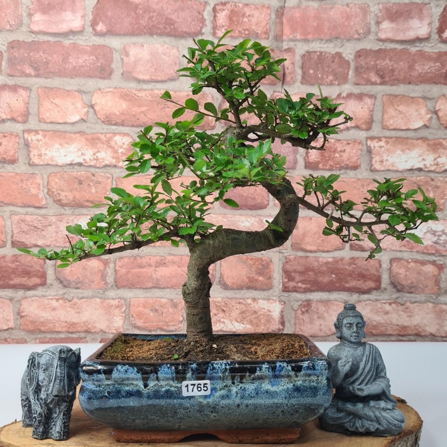 Chinese Elm (Ulmus Parvifolia) Bonsai Tree | Shaped | In 20cm Pot S25882