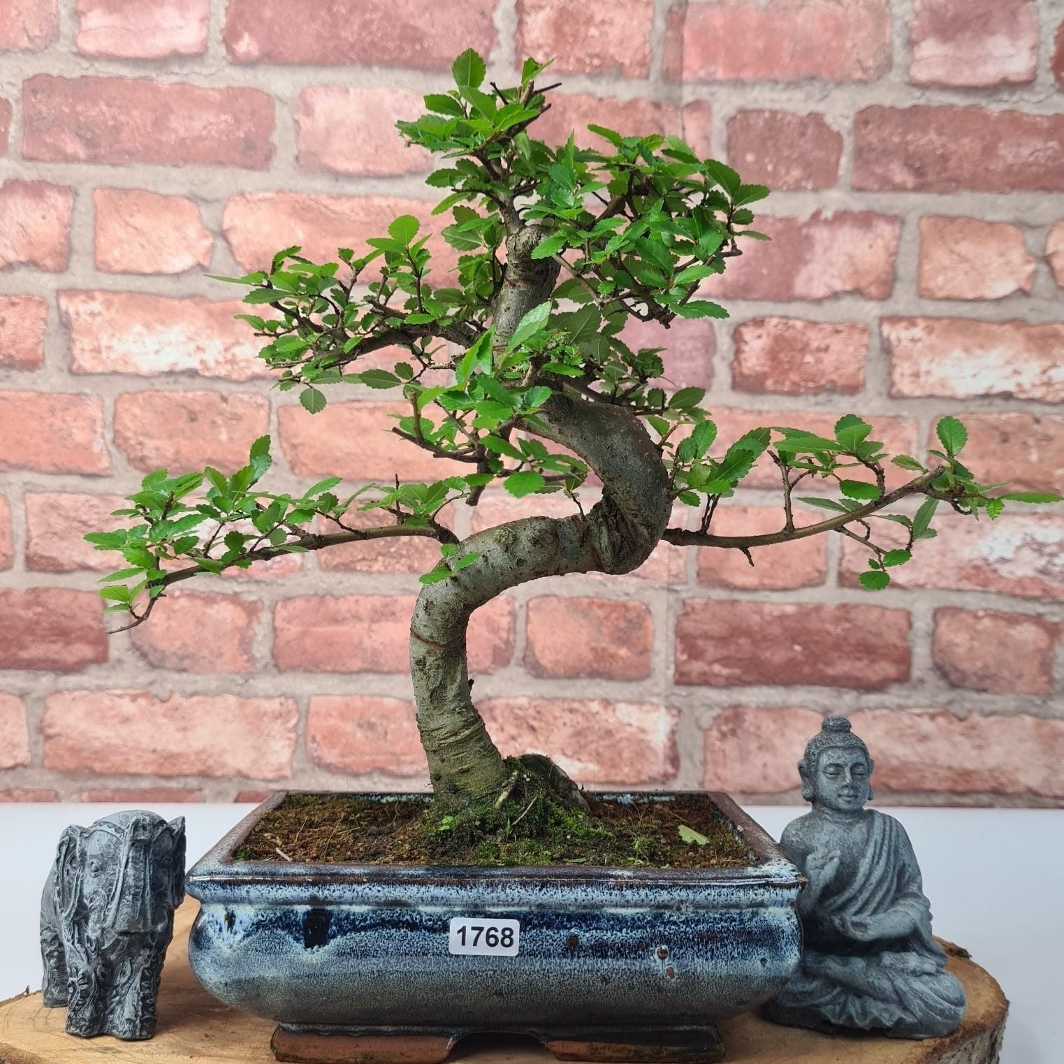 Chinese Elm (Ulmus Parvifolia) Bonsai Tree | Shaped | In 20cm Pot S25882