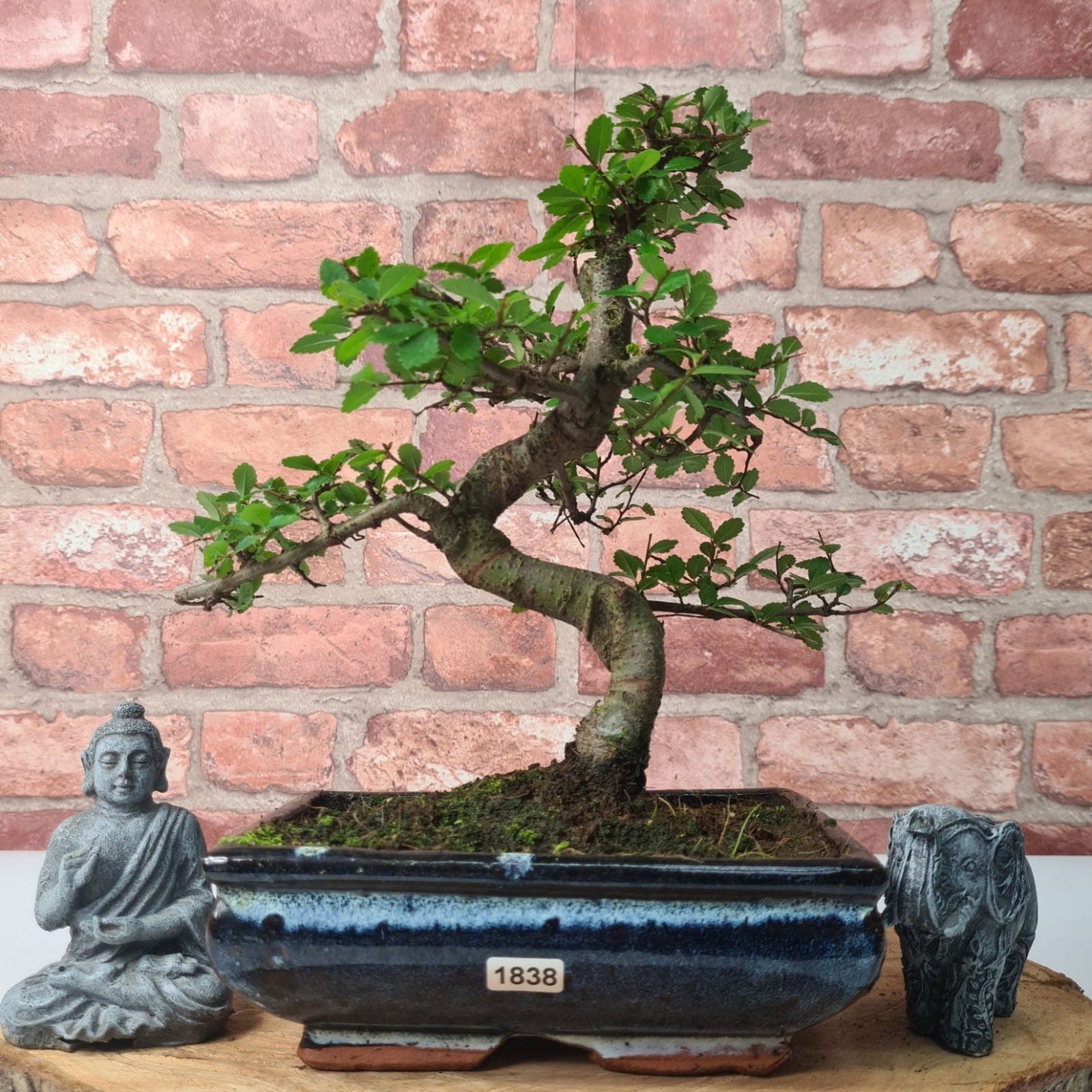 Chinese Elm (Ulmus Parvifolia) Bonsai Tree | Shaped | In 20cm Pot S25882