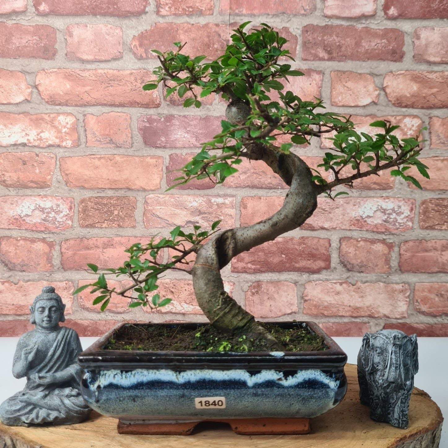 Chinese Elm (Ulmus Parvifolia) Bonsai Tree | Shaped | In 20cm Pot S25882