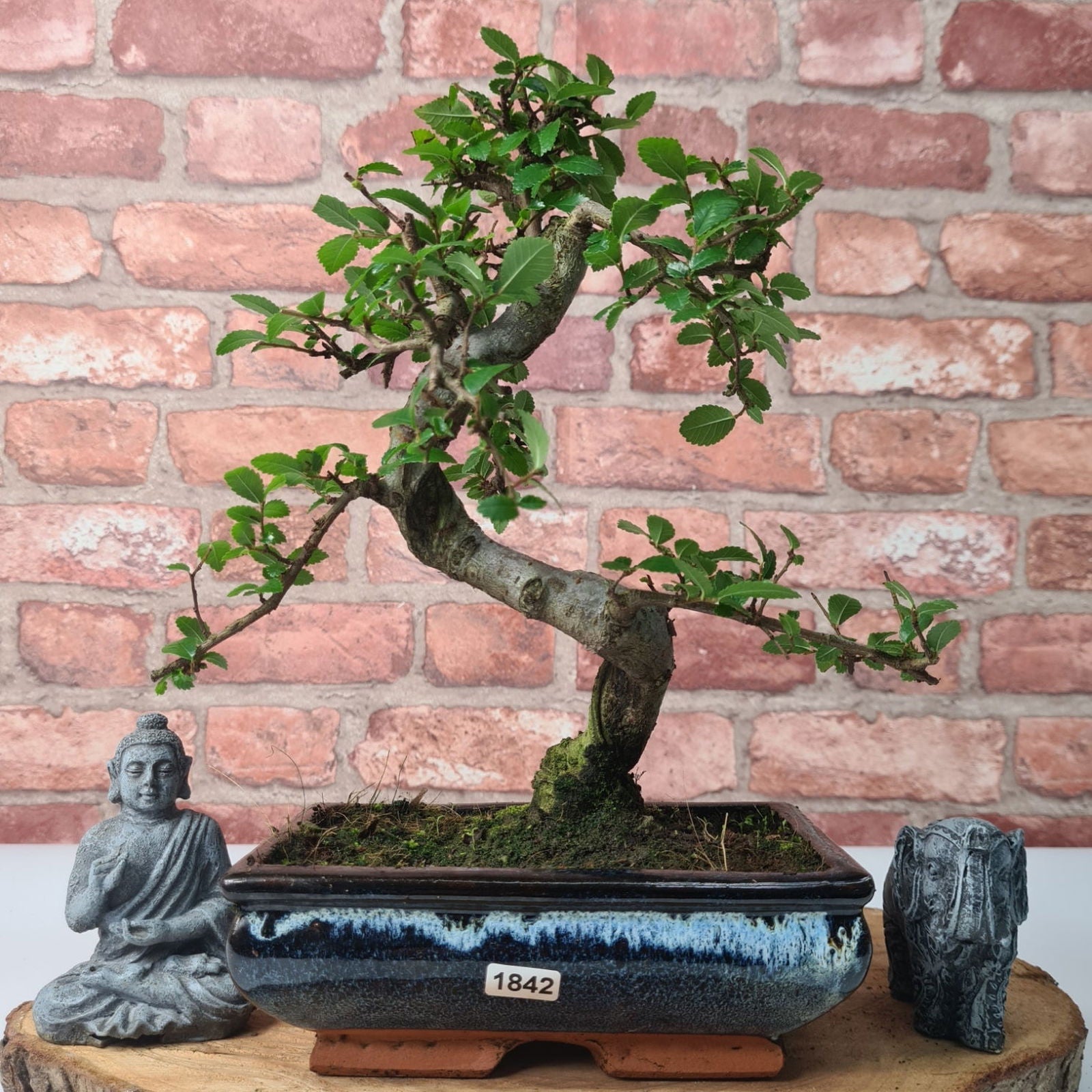 Chinese Elm (Ulmus Parvifolia) Bonsai Tree | Shaped | In 20cm Pot S25882
