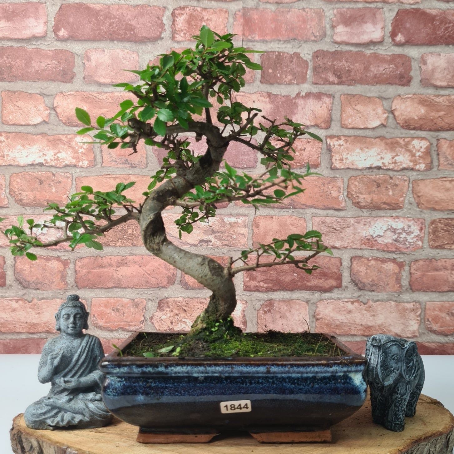 Chinese Elm (Ulmus Parvifolia) Bonsai Tree | Shaped | In 20cm Pot S25882