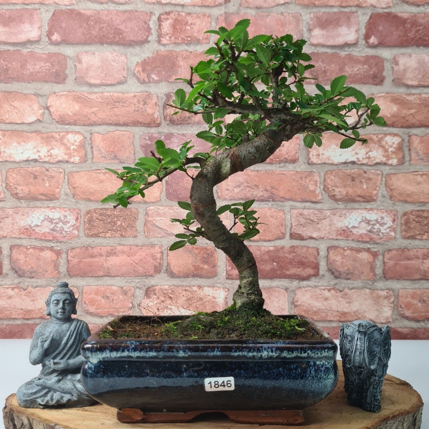 Chinese Elm (Ulmus Parvifolia) Bonsai Tree | Shaped | In 20cm Pot S25882