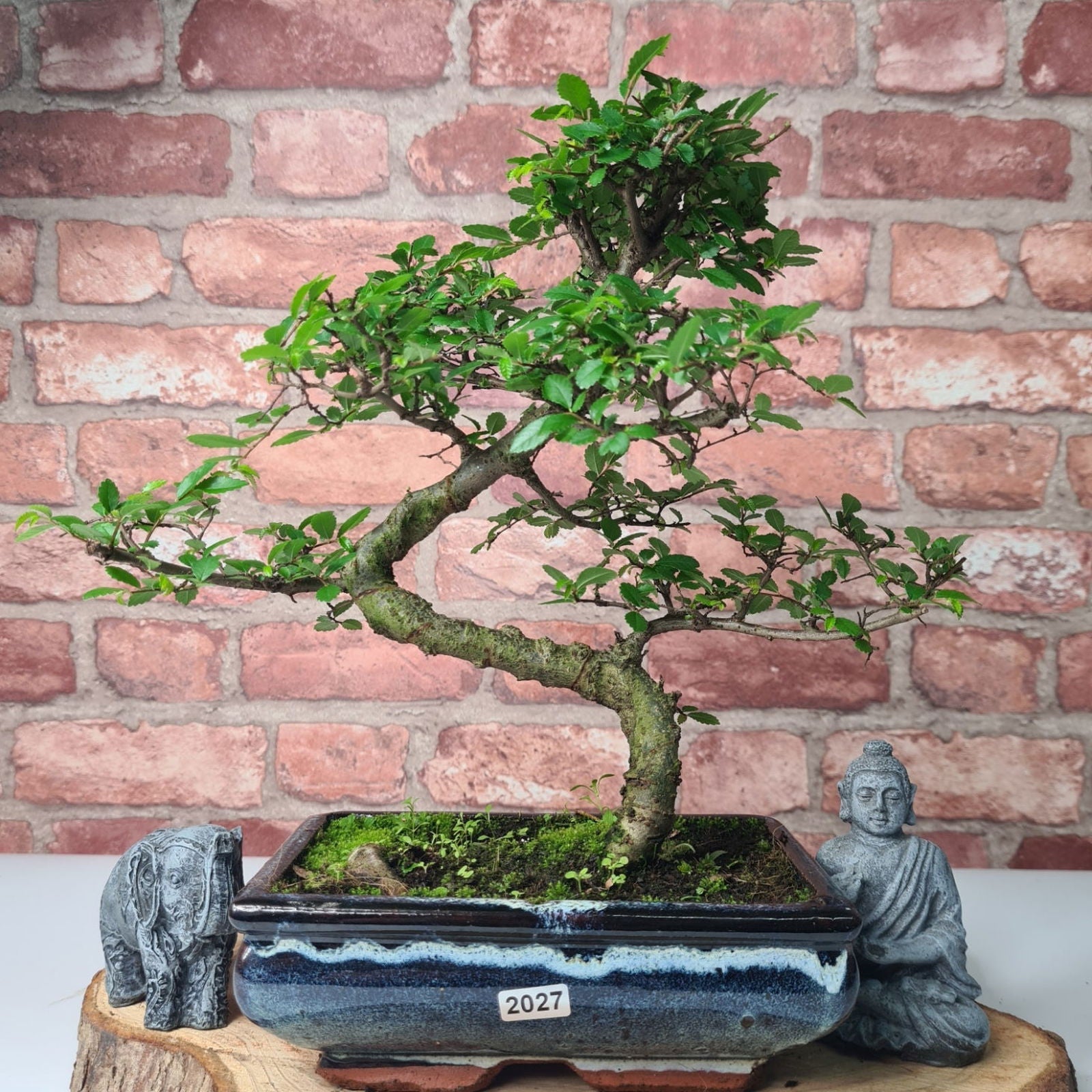 Chinese Elm (Ulmus Parvifolia) Bonsai Tree | Shaped | In 20cm Pot S25882