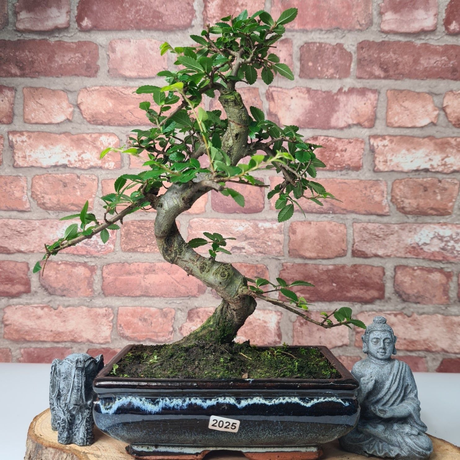 Chinese Elm (Ulmus Parvifolia) Bonsai Tree | Shaped | In 20cm Pot S25882