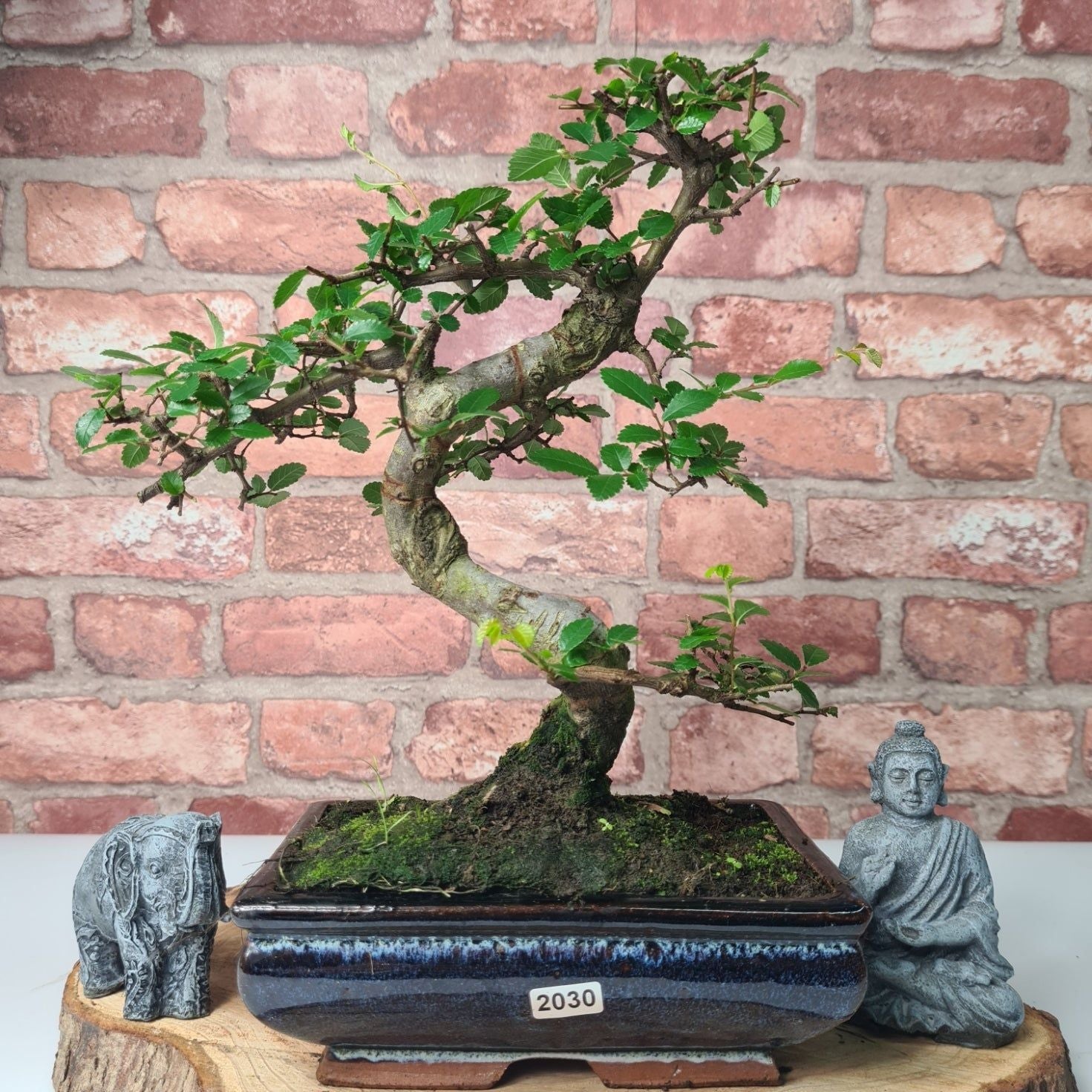 Chinese Elm (Ulmus Parvifolia) Bonsai Tree | Shaped | In 20cm Pot S25882