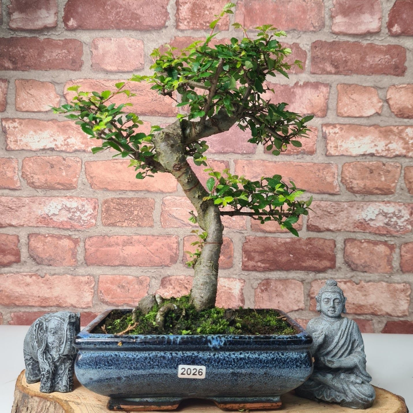 Chinese Elm (Ulmus Parvifolia) Bonsai Tree | Shaped | In 20cm Pot S25882