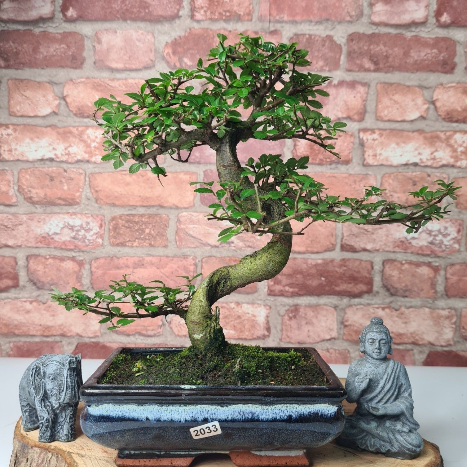Chinese Elm (Ulmus Parvifolia) Bonsai Tree | Shaped | In 20cm Pot S25882