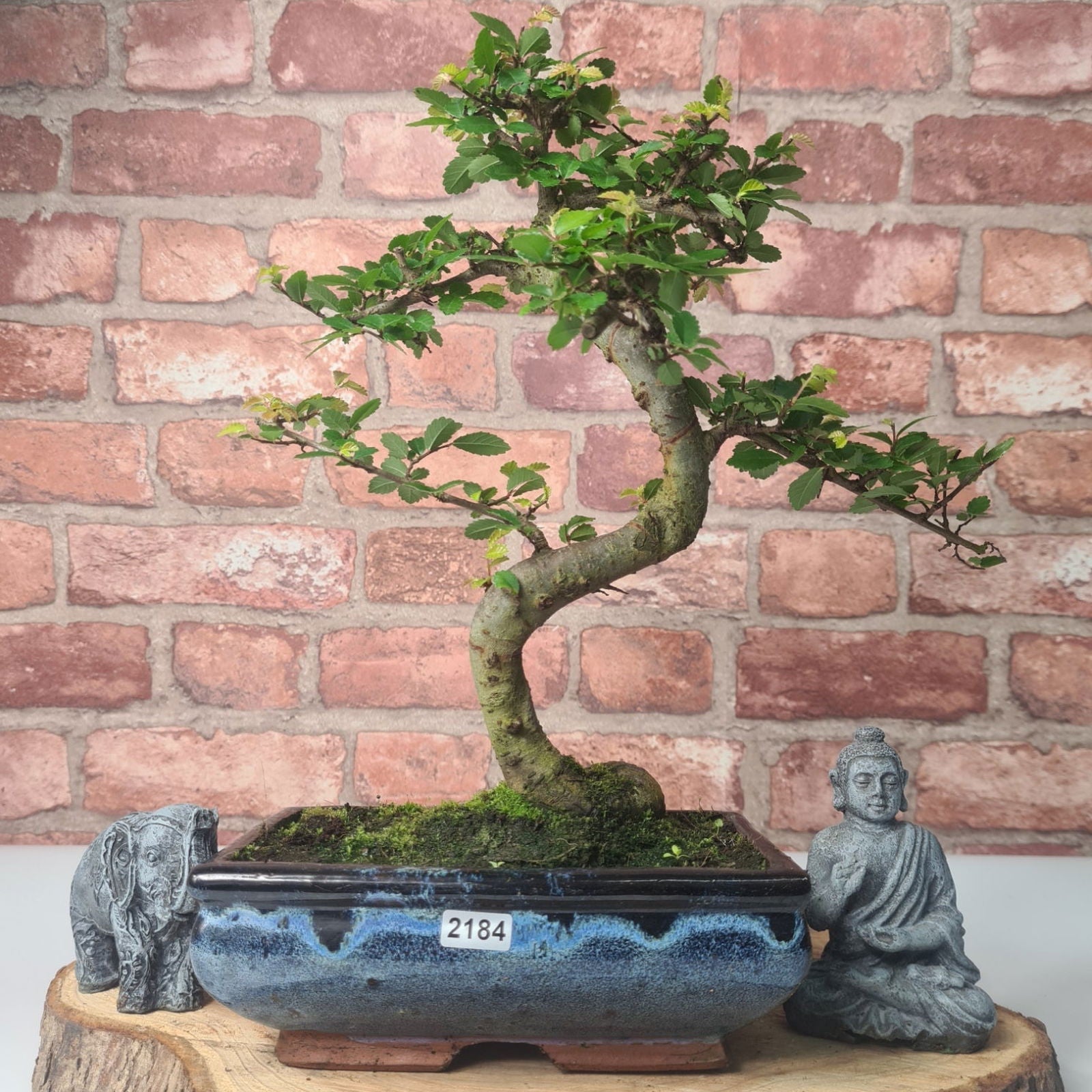 Chinese Elm (Ulmus Parvifolia) Bonsai Tree | Shaped | In 20cm Pot S25882