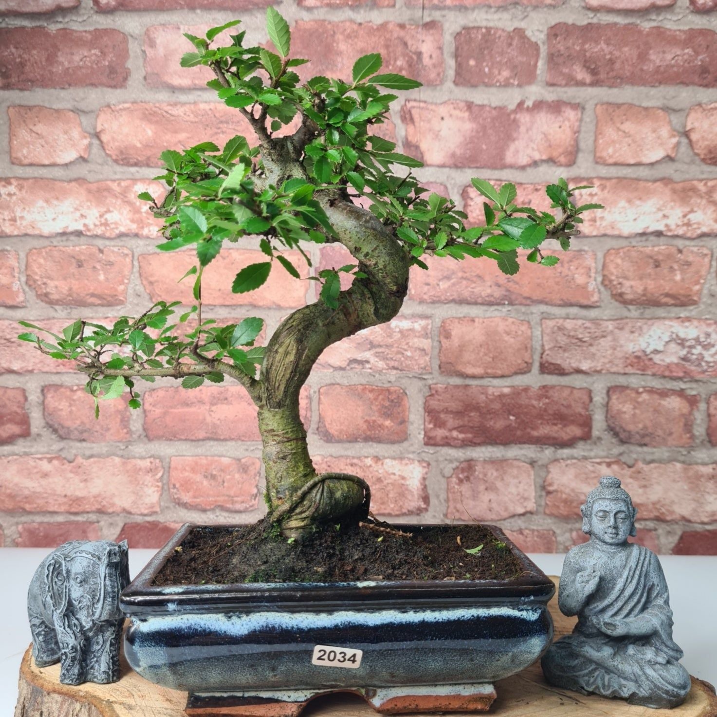 Chinese Elm (Ulmus Parvifolia) Bonsai Tree | Shaped | In 20cm Pot S25882