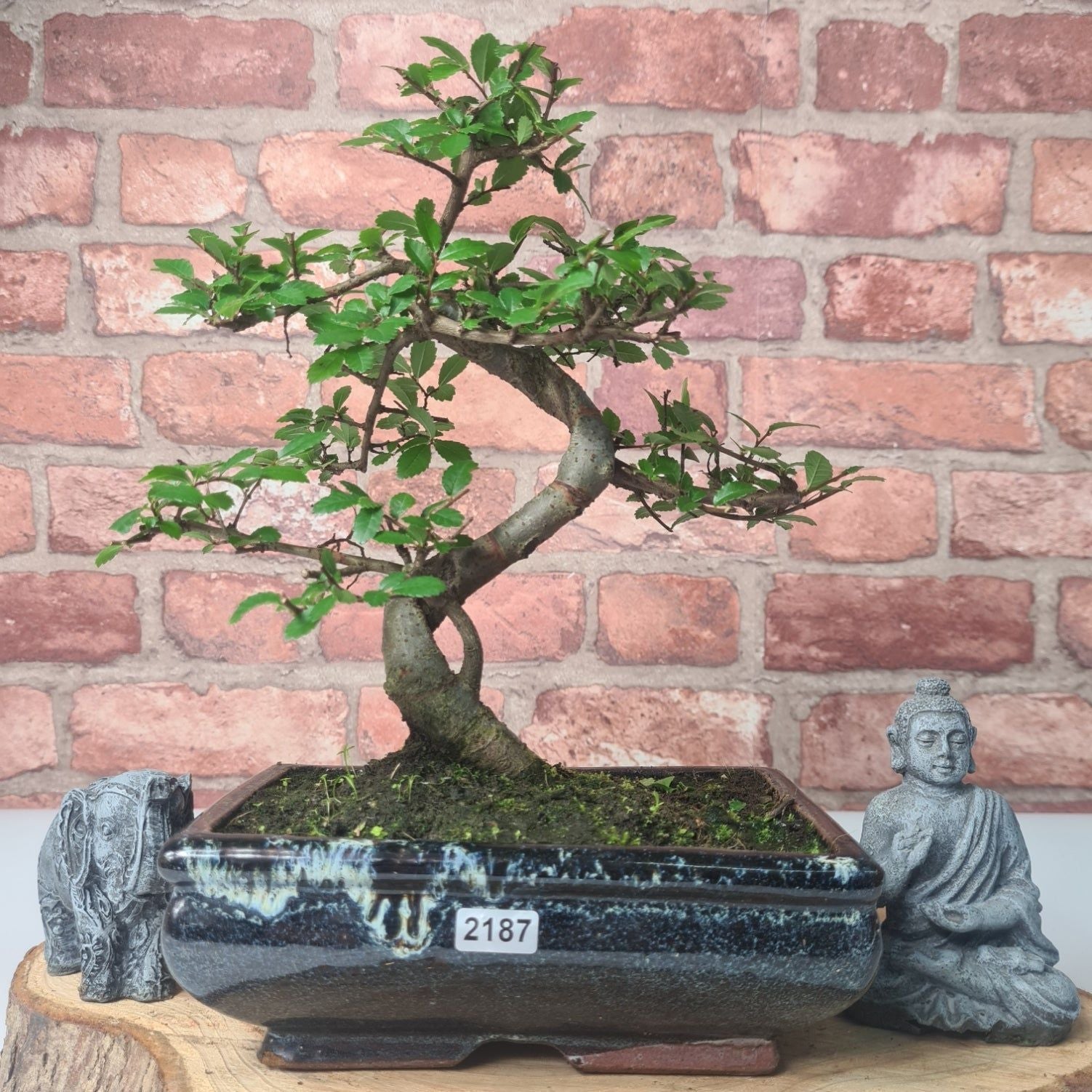 Chinese Elm (Ulmus Parvifolia) Bonsai Tree | Shaped | In 20cm Pot S25882