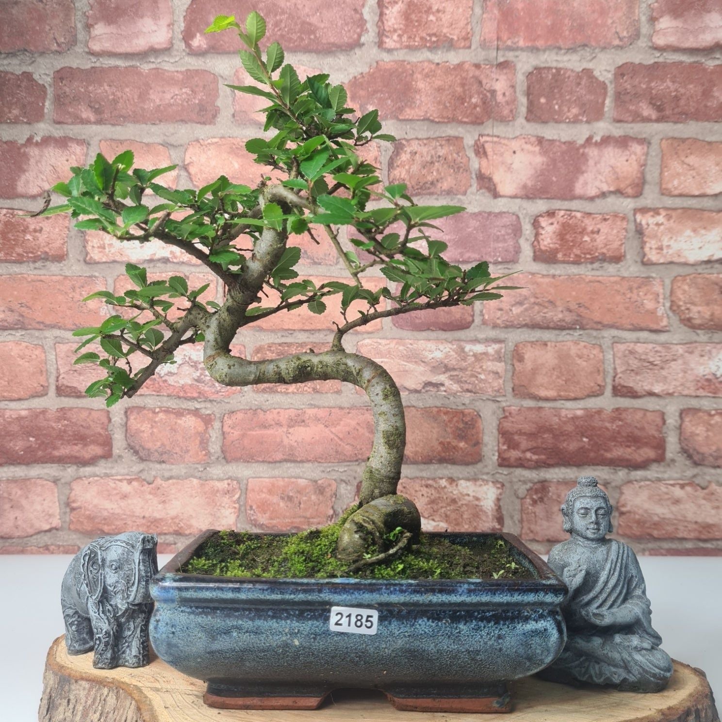 Chinese Elm (Ulmus Parvifolia) Bonsai Tree | Shaped | In 20cm Pot S25882
