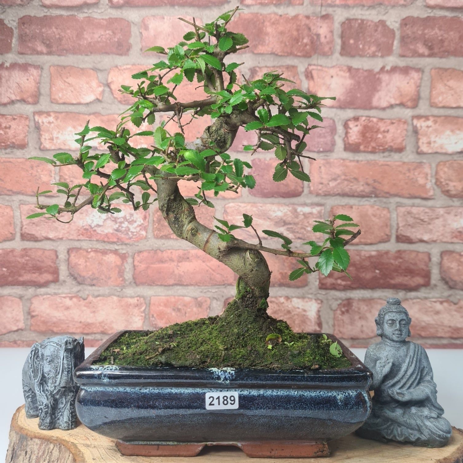 Chinese Elm (Ulmus Parvifolia) Bonsai Tree | Shaped | In 20cm Pot S25882