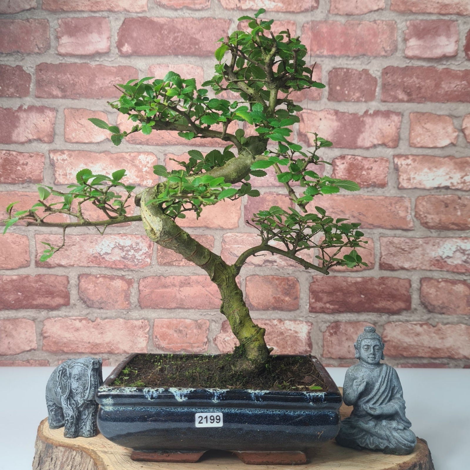 Chinese Elm (Ulmus Parvifolia) Bonsai Tree | Shaped | In 20cm Pot S25882