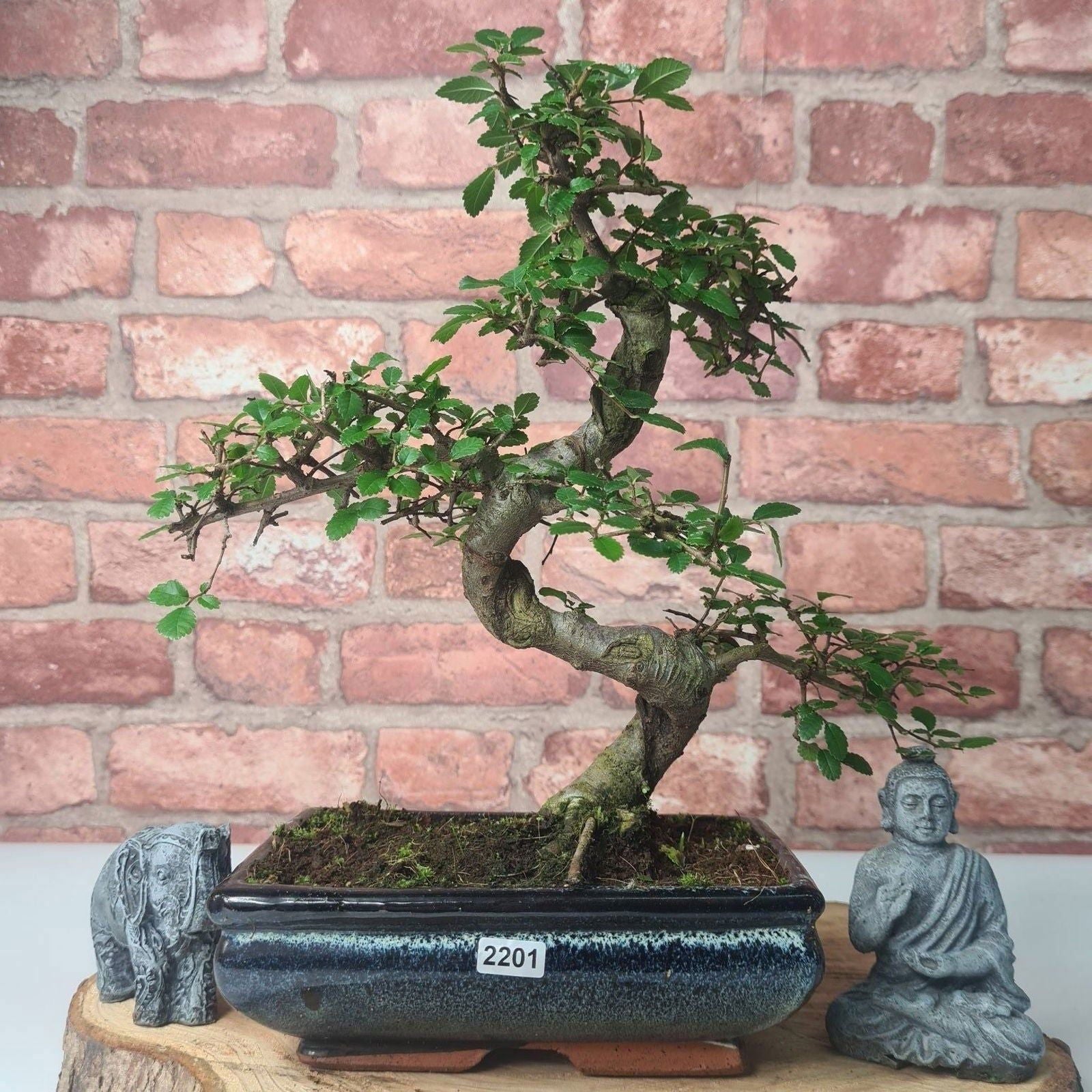 Chinese Elm (Ulmus Parvifolia) Bonsai Tree | Shaped | In 20cm Pot S25882