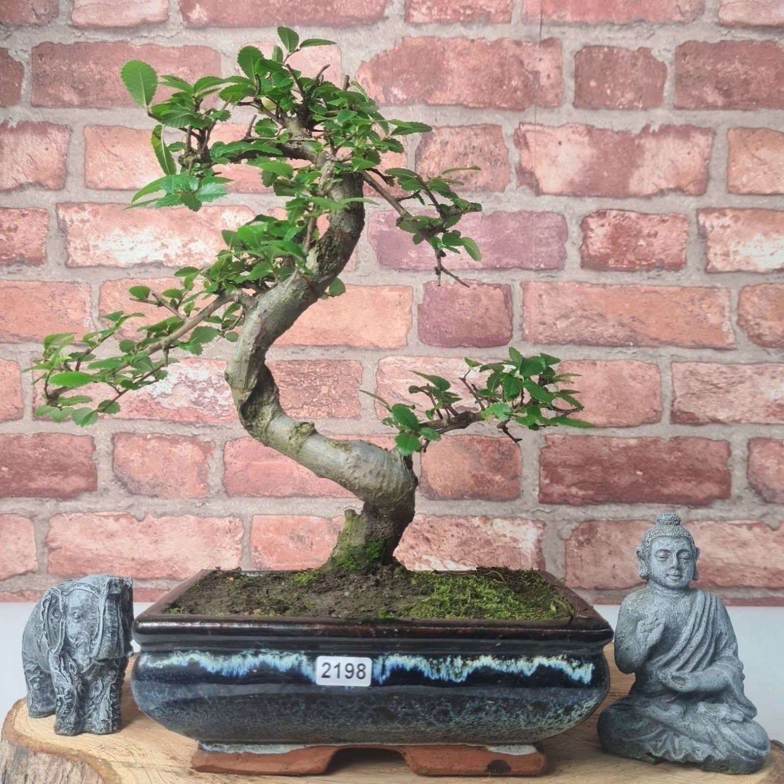 Chinese Elm (Ulmus Parvifolia) Bonsai Tree | Shaped | In 20cm Pot S25882