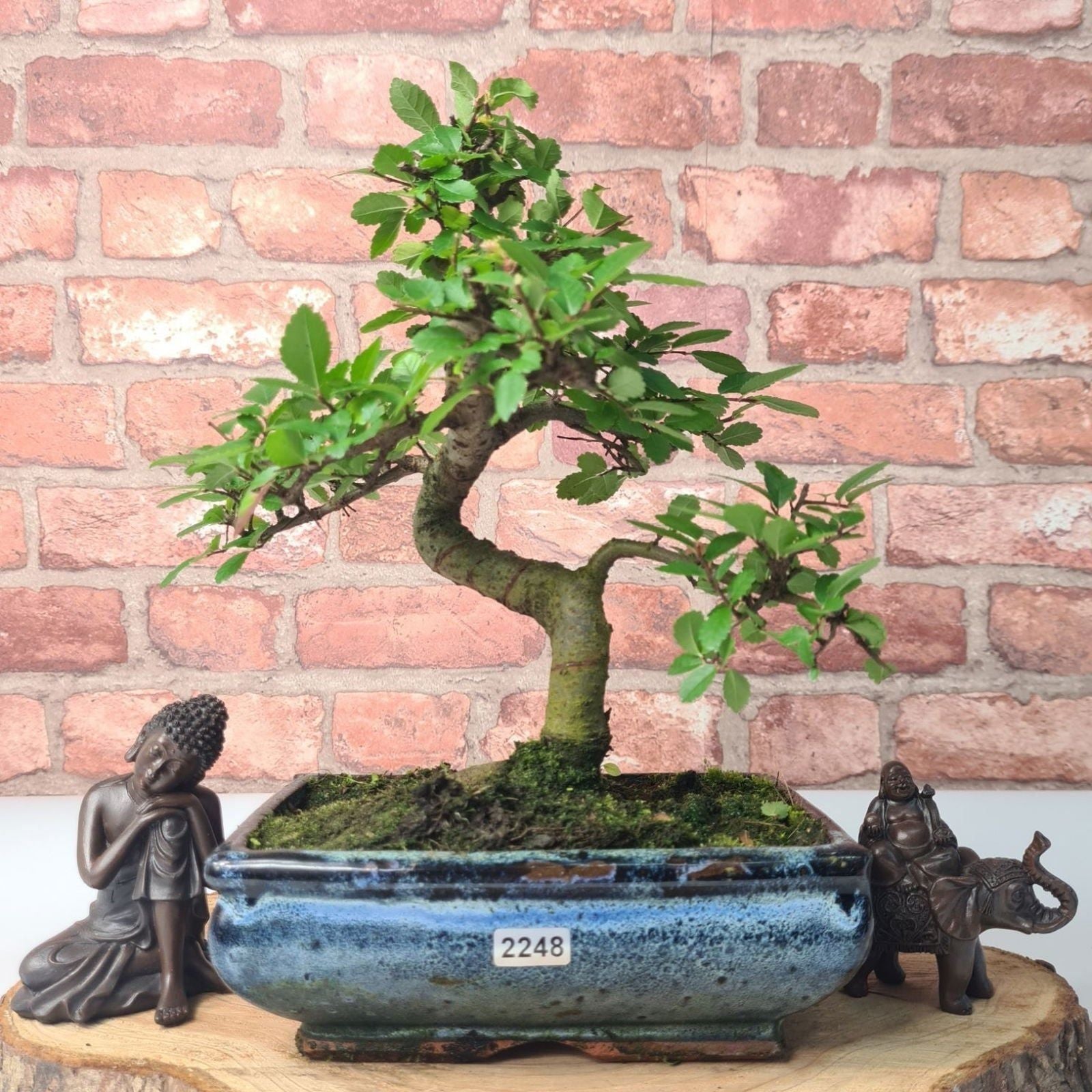 Chinese Elm (Ulmus Parvifolia) Bonsai Tree | Shaped | In 20cm Pot S25882