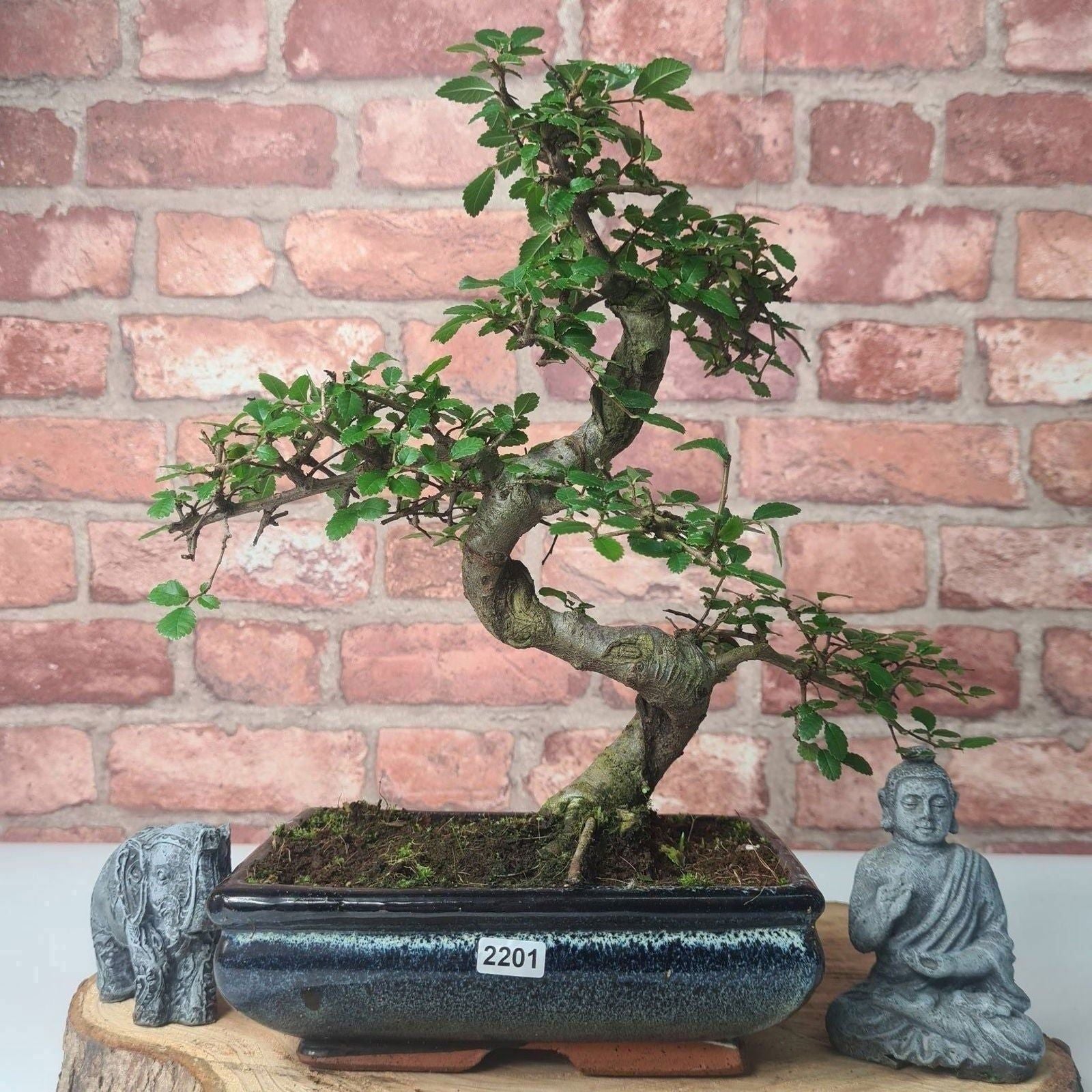 Chinese Elm (Ulmus Parvifolia) Bonsai Tree | Shaped | In 20cm Pot S25882