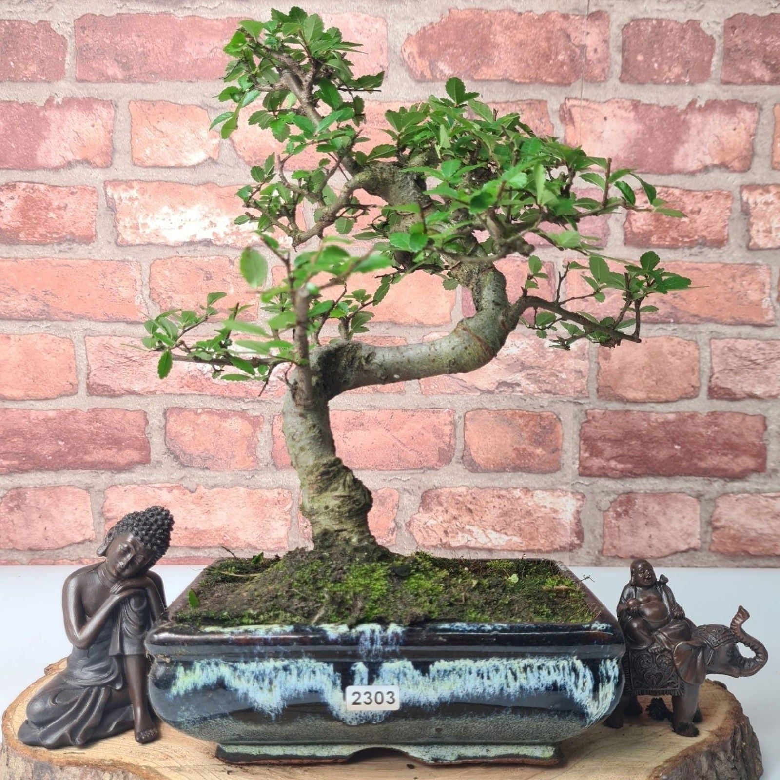 Chinese Elm (Ulmus Parvifolia) Bonsai Tree | Shaped | In 20cm Pot S25882