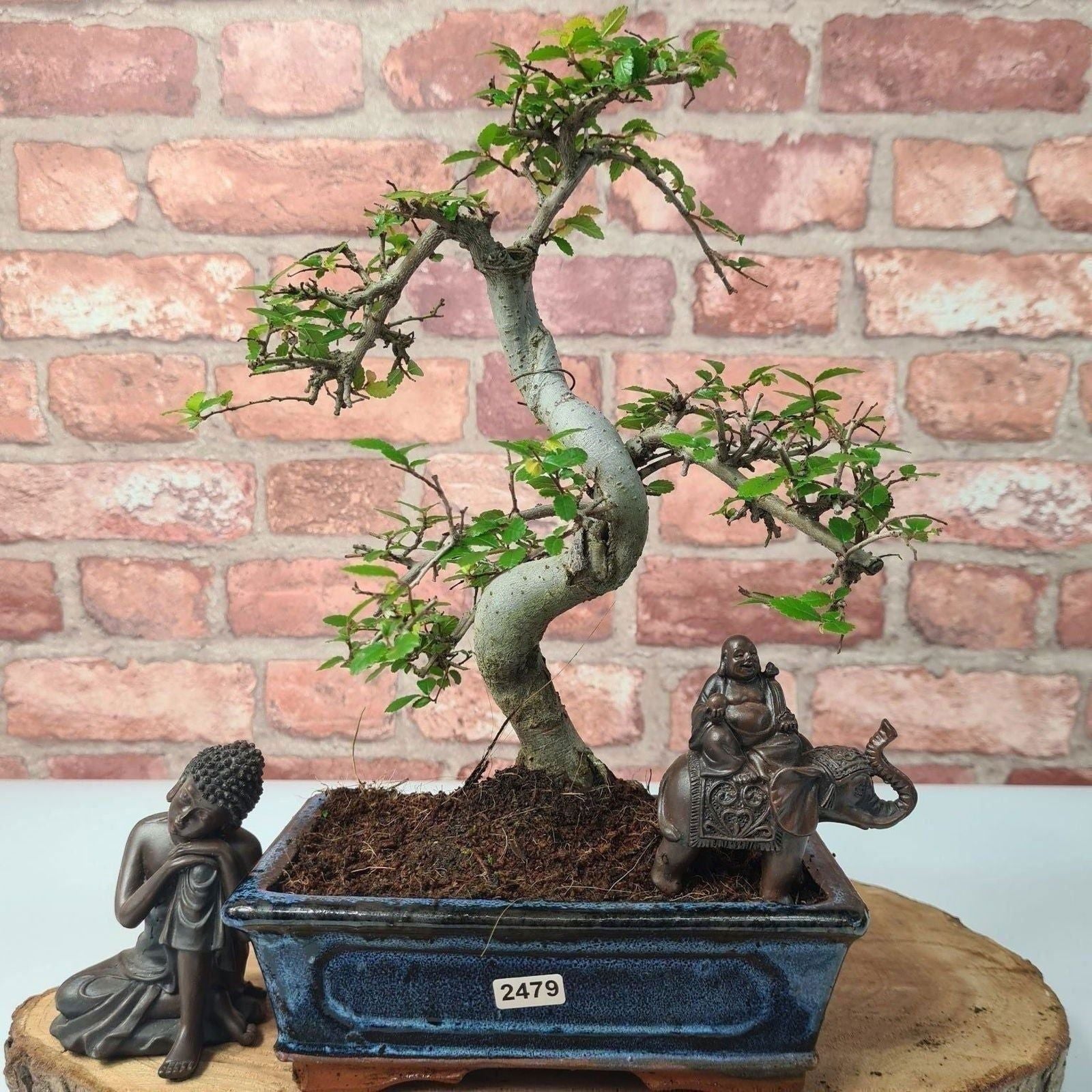 Chinese Elm (Ulmus Parvifolia) Bonsai Tree | Shaped | In 20cm Pot S25882