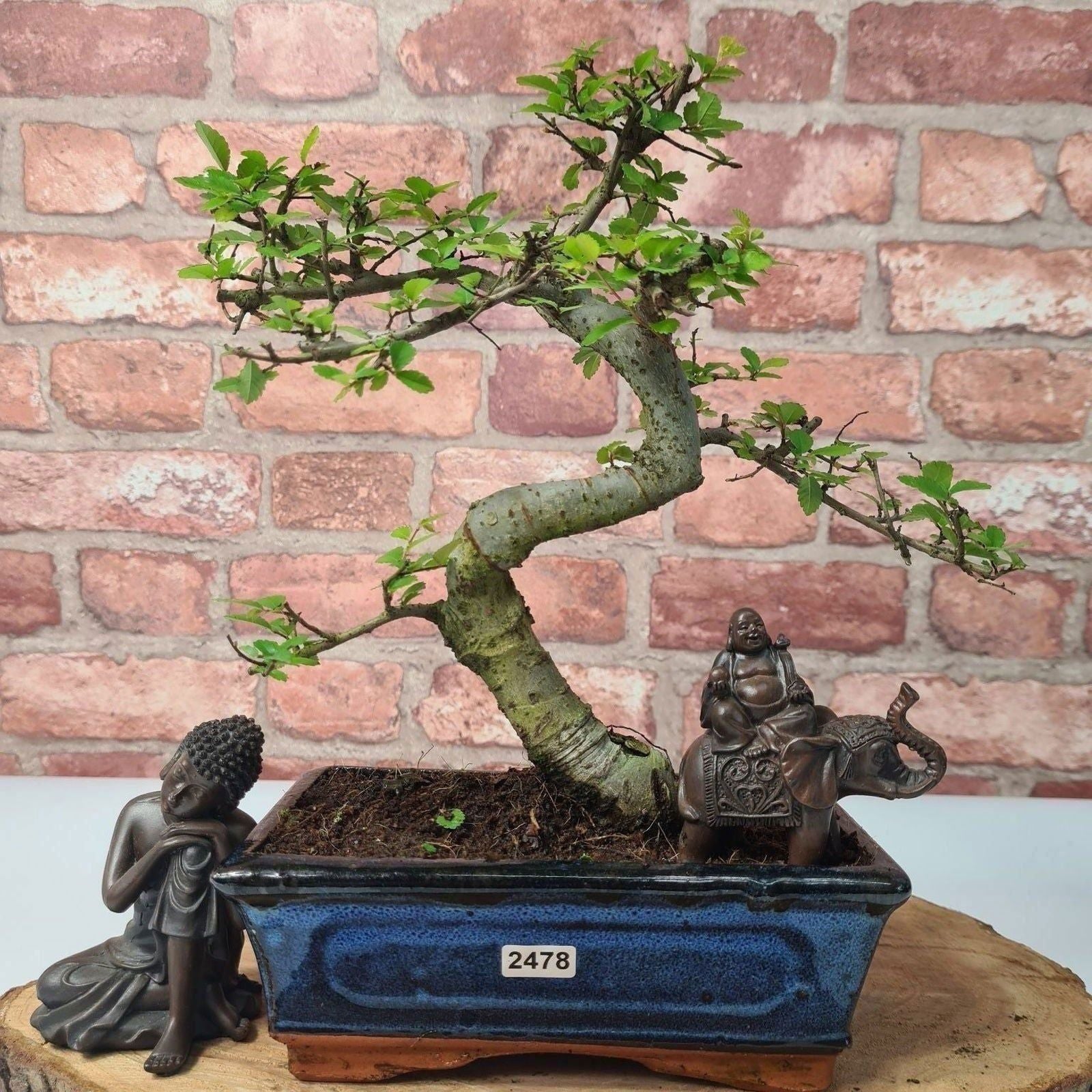 Chinese Elm (Ulmus Parvifolia) Bonsai Tree | Shaped | In 20cm Pot S25882