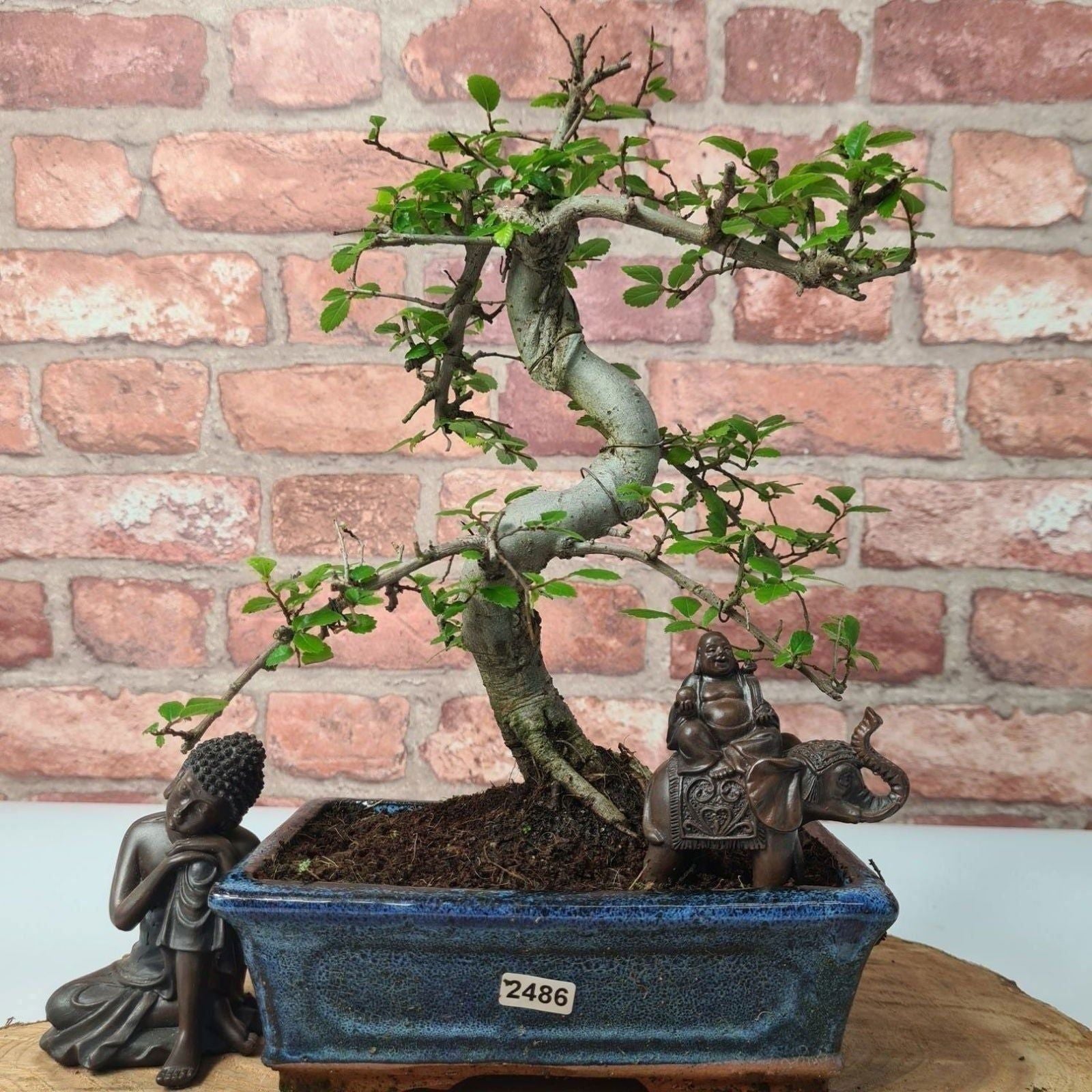 Chinese Elm (Ulmus Parvifolia) Bonsai Tree | Shaped | In 20cm Pot S25882