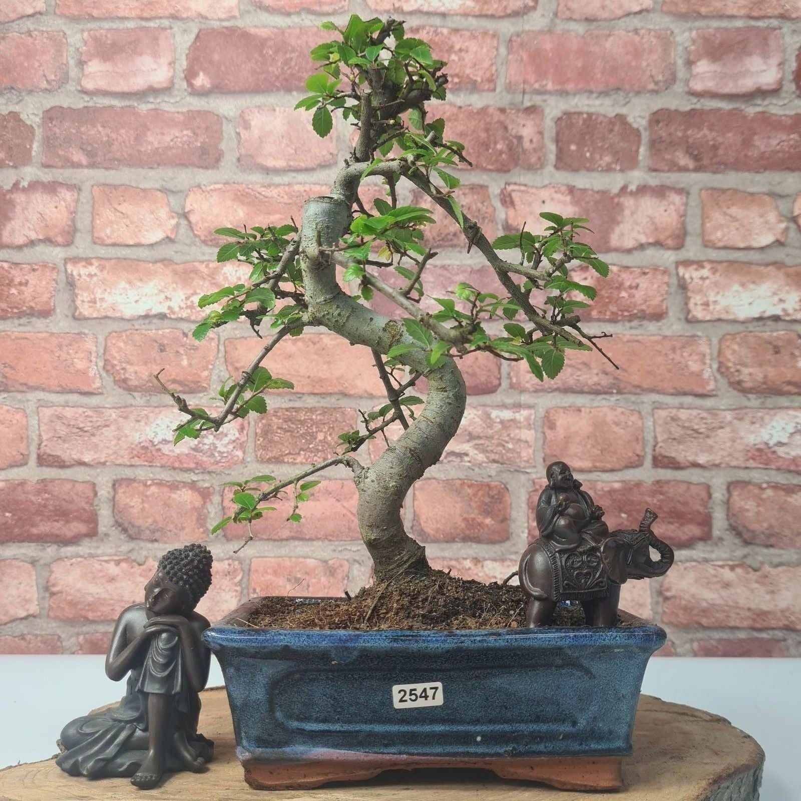 Chinese Elm (Ulmus Parvifolia) Bonsai Tree | Shaped | In 20cm Pot S25882