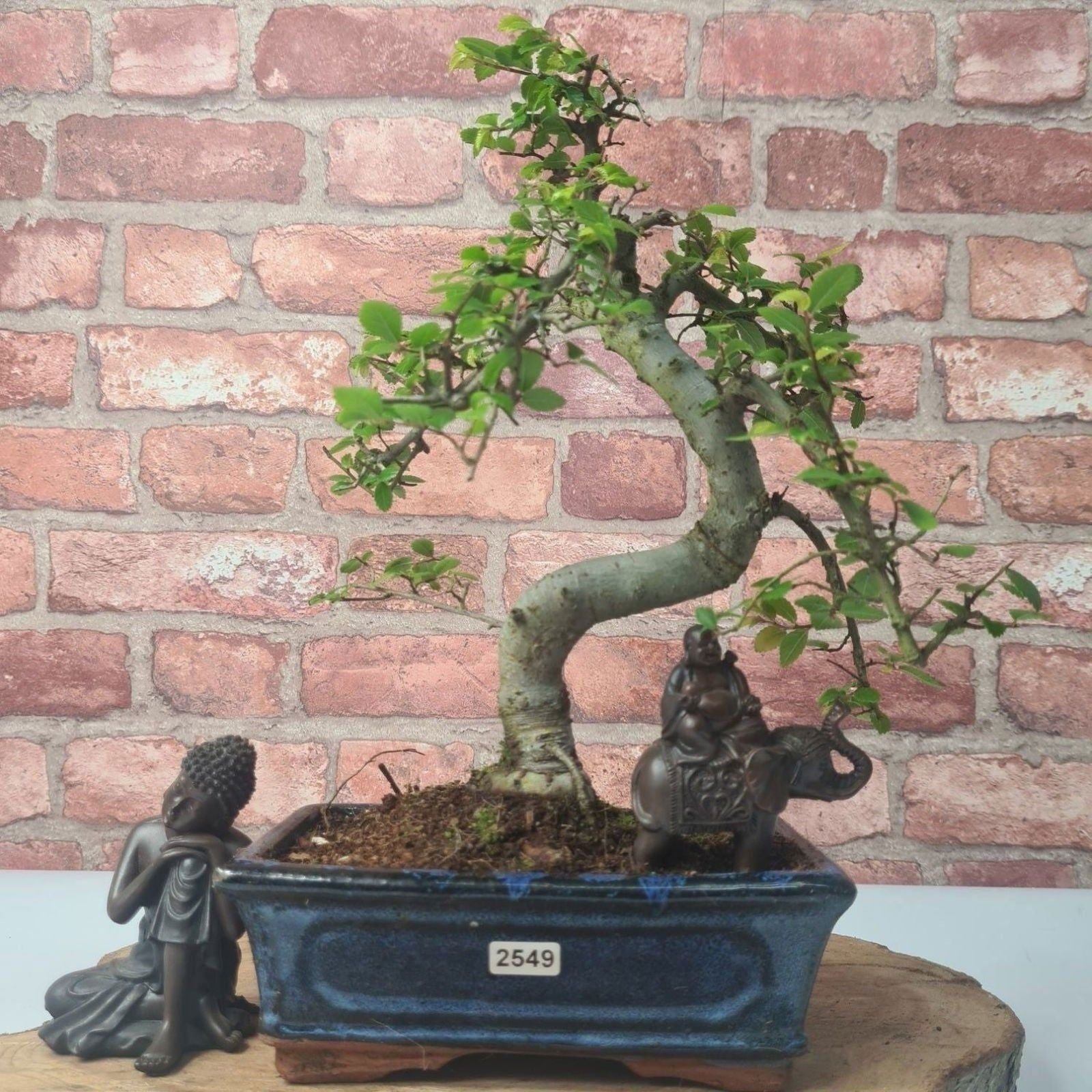 Chinese Elm (Ulmus Parvifolia) Bonsai Tree | Shaped | In 20cm Pot S25882