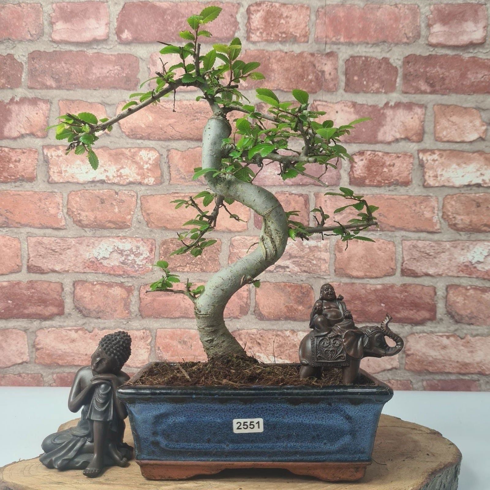 Chinese Elm (Ulmus Parvifolia) Bonsai Tree | Shaped | In 20cm Pot S25882