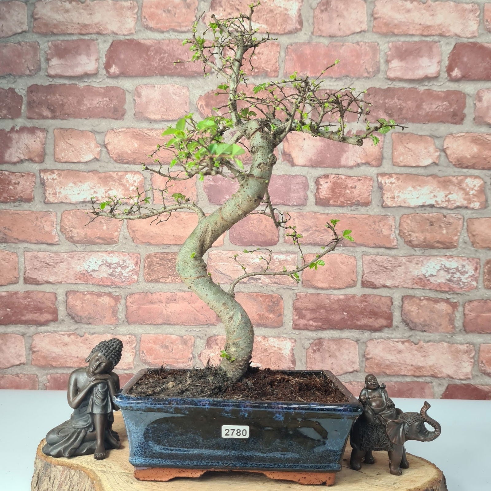 Chinese Elm (Ulmus Parvifolia) Bonsai Tree | Shaped | In 20cm Pot S25882