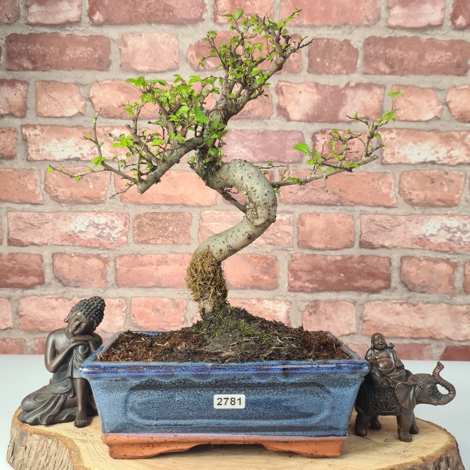 Chinese Elm (Ulmus Parvifolia) Bonsai Tree | Shaped | In 20cm Pot S25882