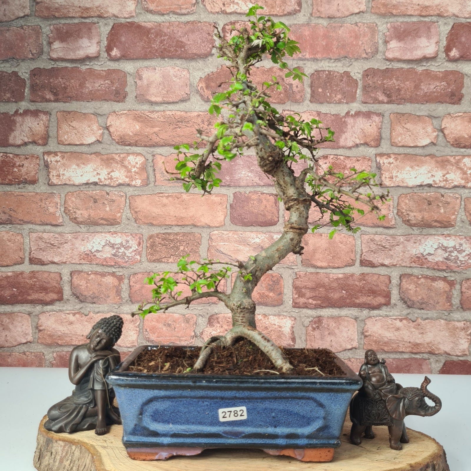 Chinese Elm (Ulmus Parvifolia) Bonsai Tree | Shaped | In 20cm Pot S25882