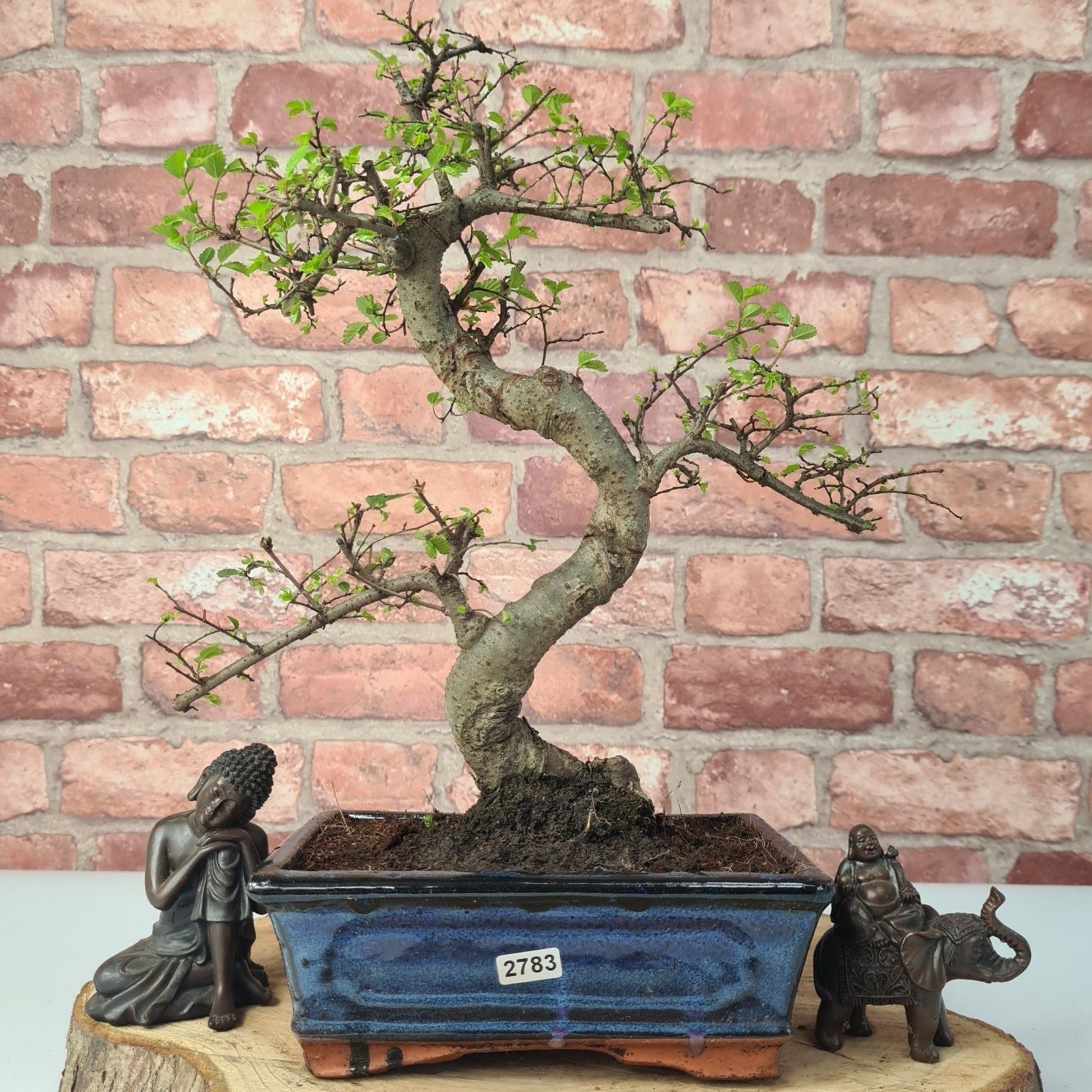 Chinese Elm (Ulmus Parvifolia) Bonsai Tree | Shaped | In 20cm Pot S25882