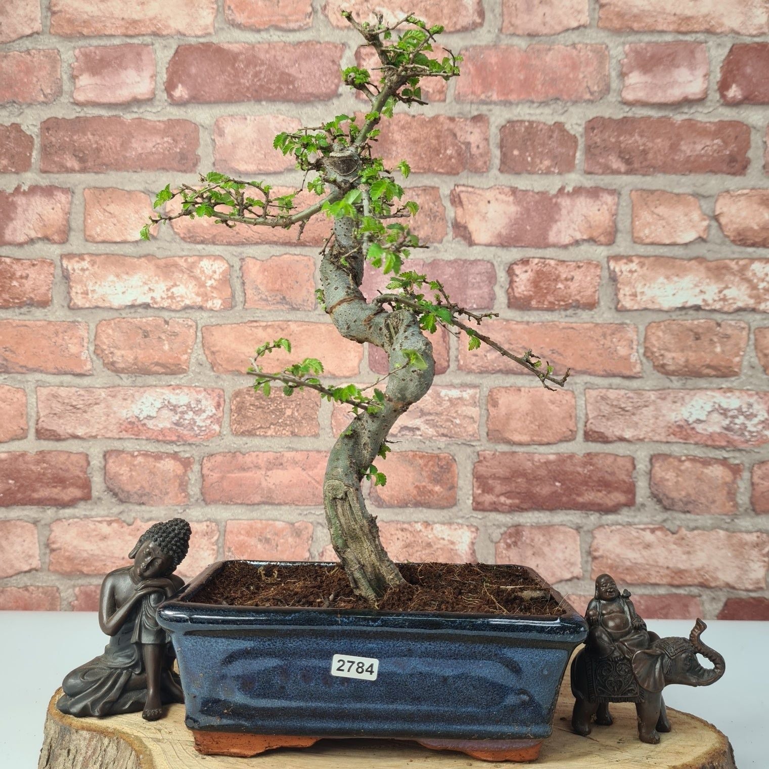 Chinese Elm (Ulmus Parvifolia) Bonsai Tree | Shaped | In 20cm Pot S25882