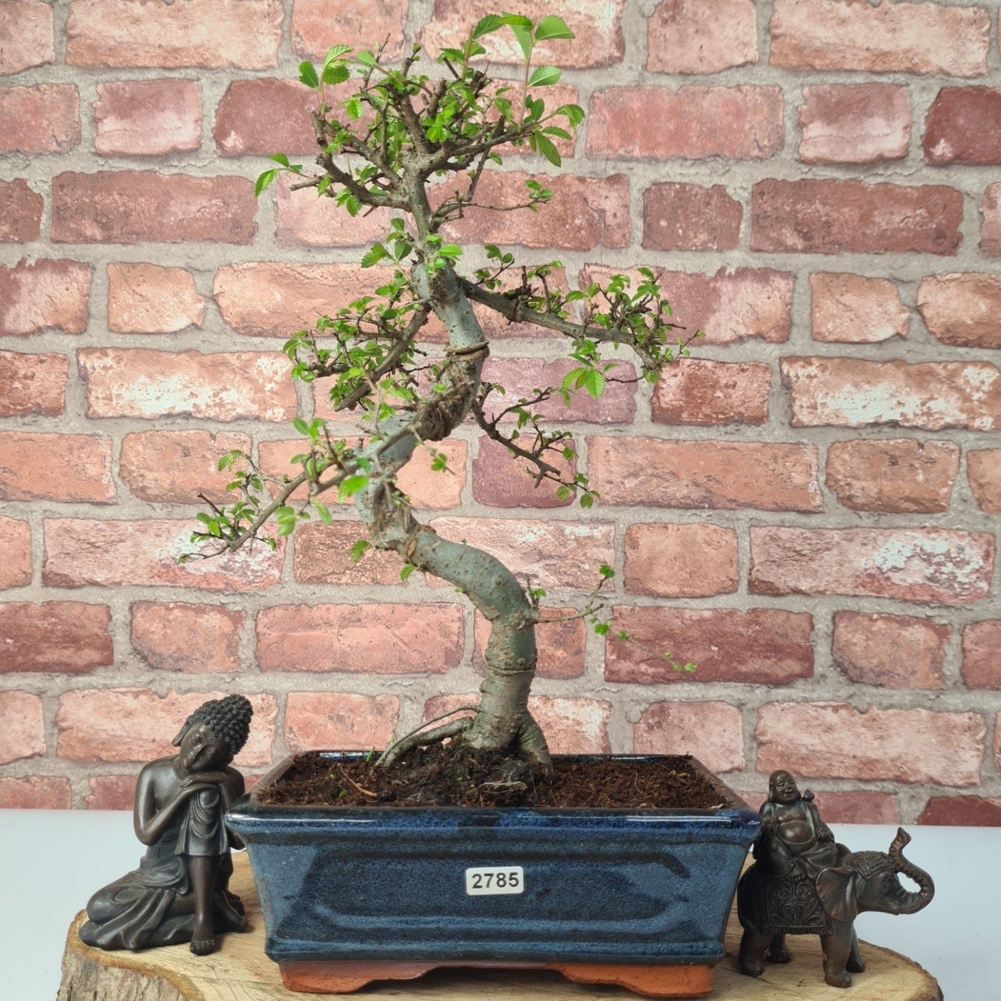 Chinese Elm (Ulmus Parvifolia) Bonsai Tree | Shaped | In 20cm Pot S25882