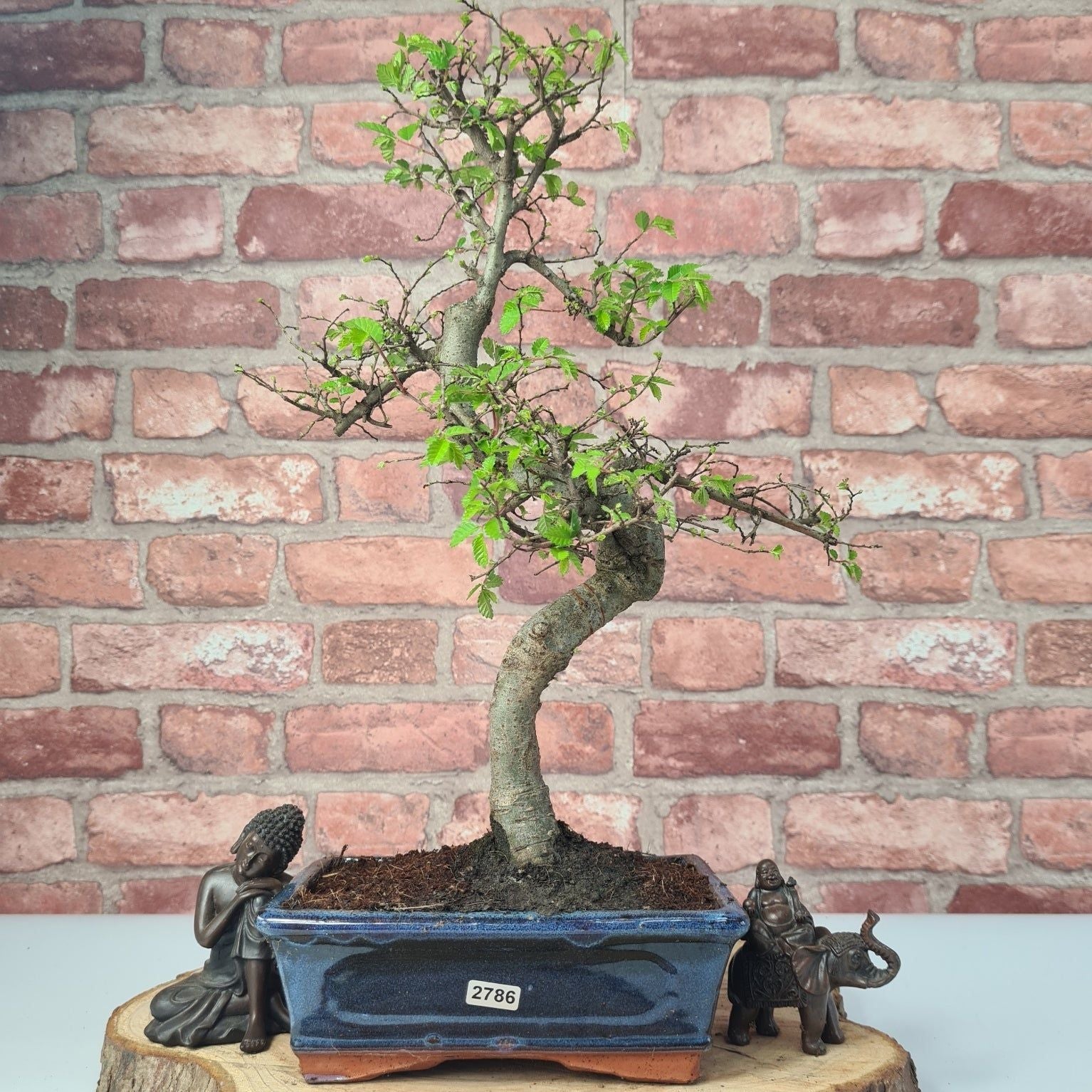 Chinese Elm (Ulmus Parvifolia) Bonsai Tree | Shaped | In 20cm Pot S25882