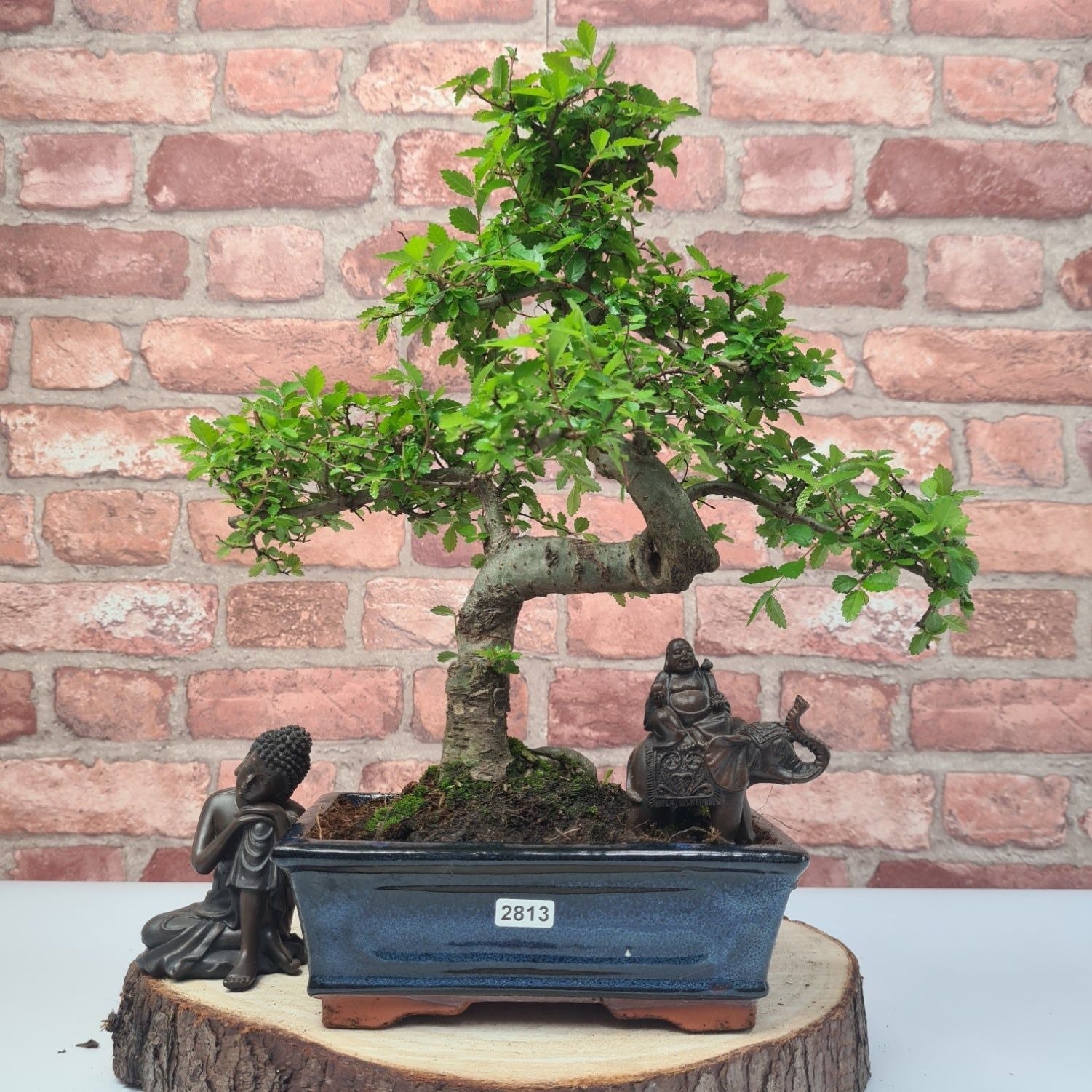 Chinese Elm (Ulmus Parvifolia) Bonsai Tree | Shaped | In 20cm Pot S25882