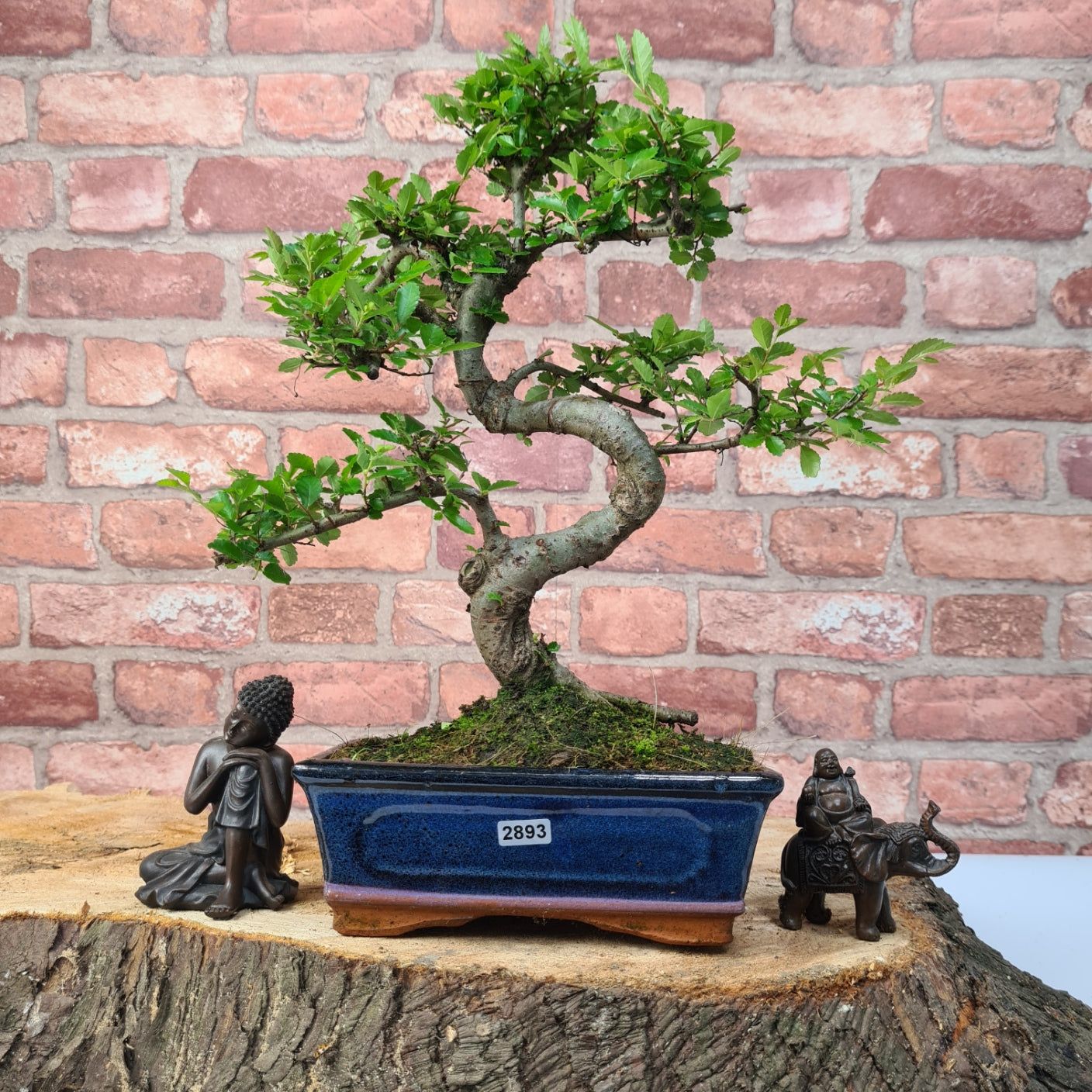 Chinese Elm (Ulmus Parvifolia) Bonsai Tree | Shaped | In 20cm Pot S25882