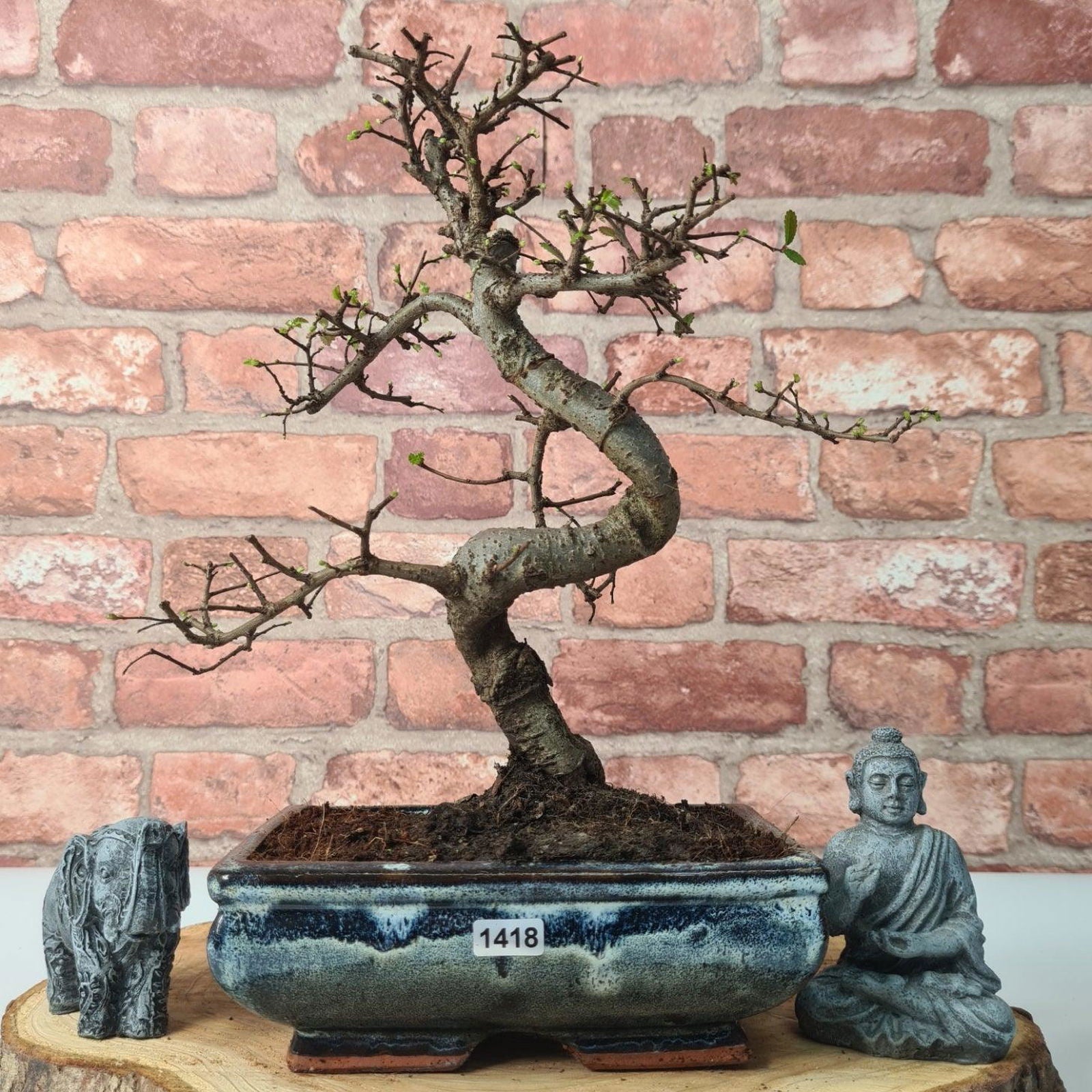 Chinese Elm (Ulmus Parvifolia) Bonsai Tree | Shaped | In 20cm Pot S25882