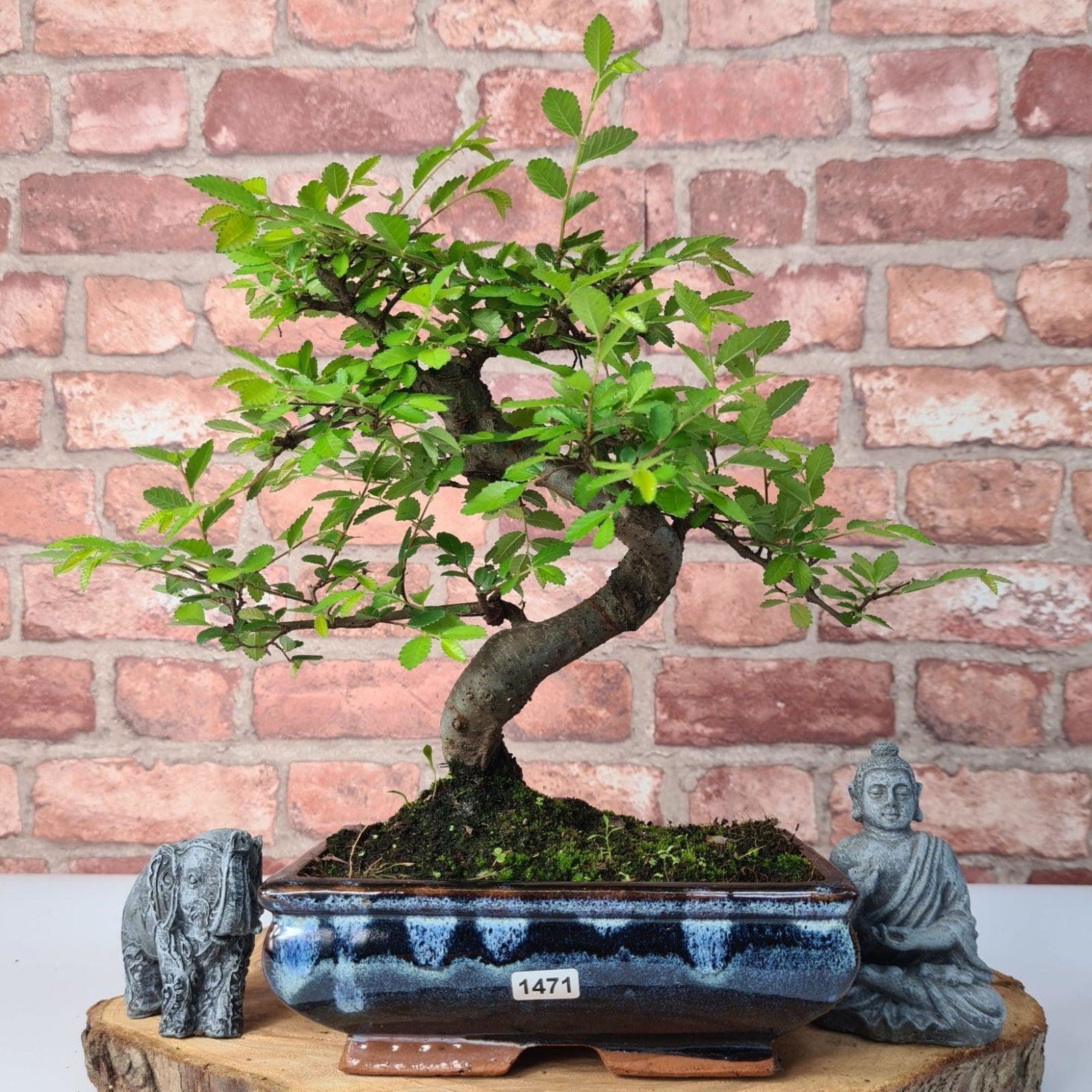 Chinese Elm (Ulmus Parvifolia) Bonsai Tree | Shaped | In 20cm Pot S25882
