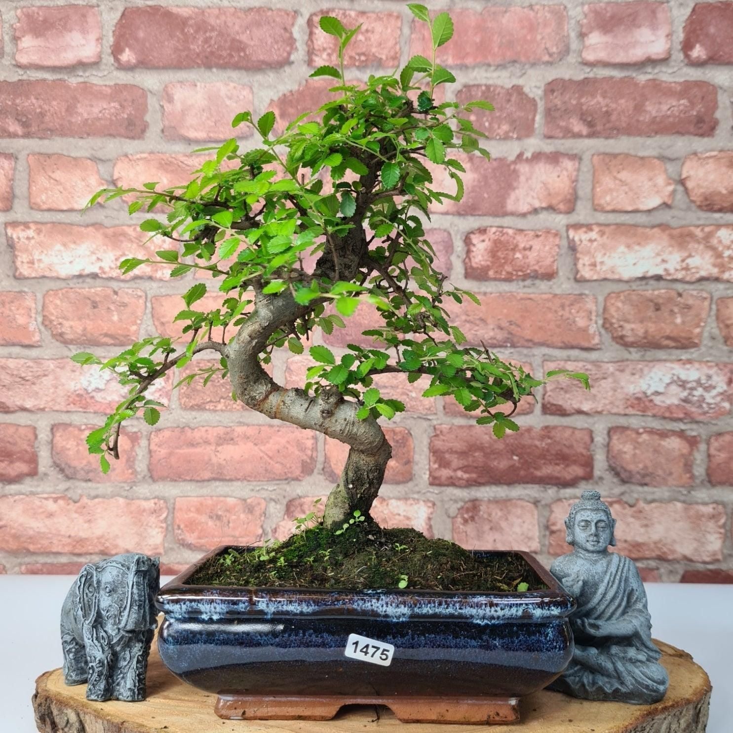 Chinese Elm (Ulmus Parvifolia) Bonsai Tree | Shaped | In 20cm Pot S25882